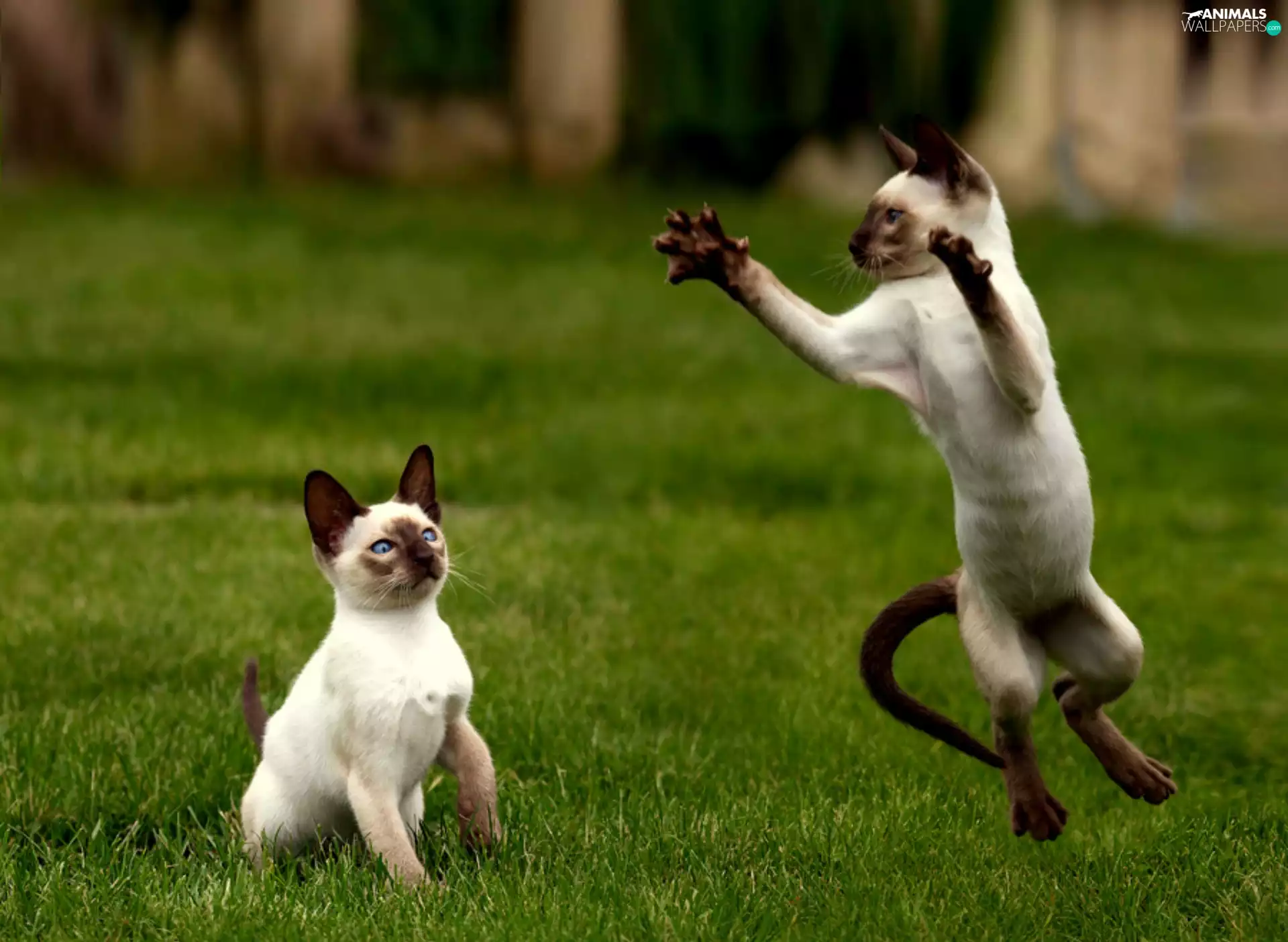 Two cars, Siamese, play, puss