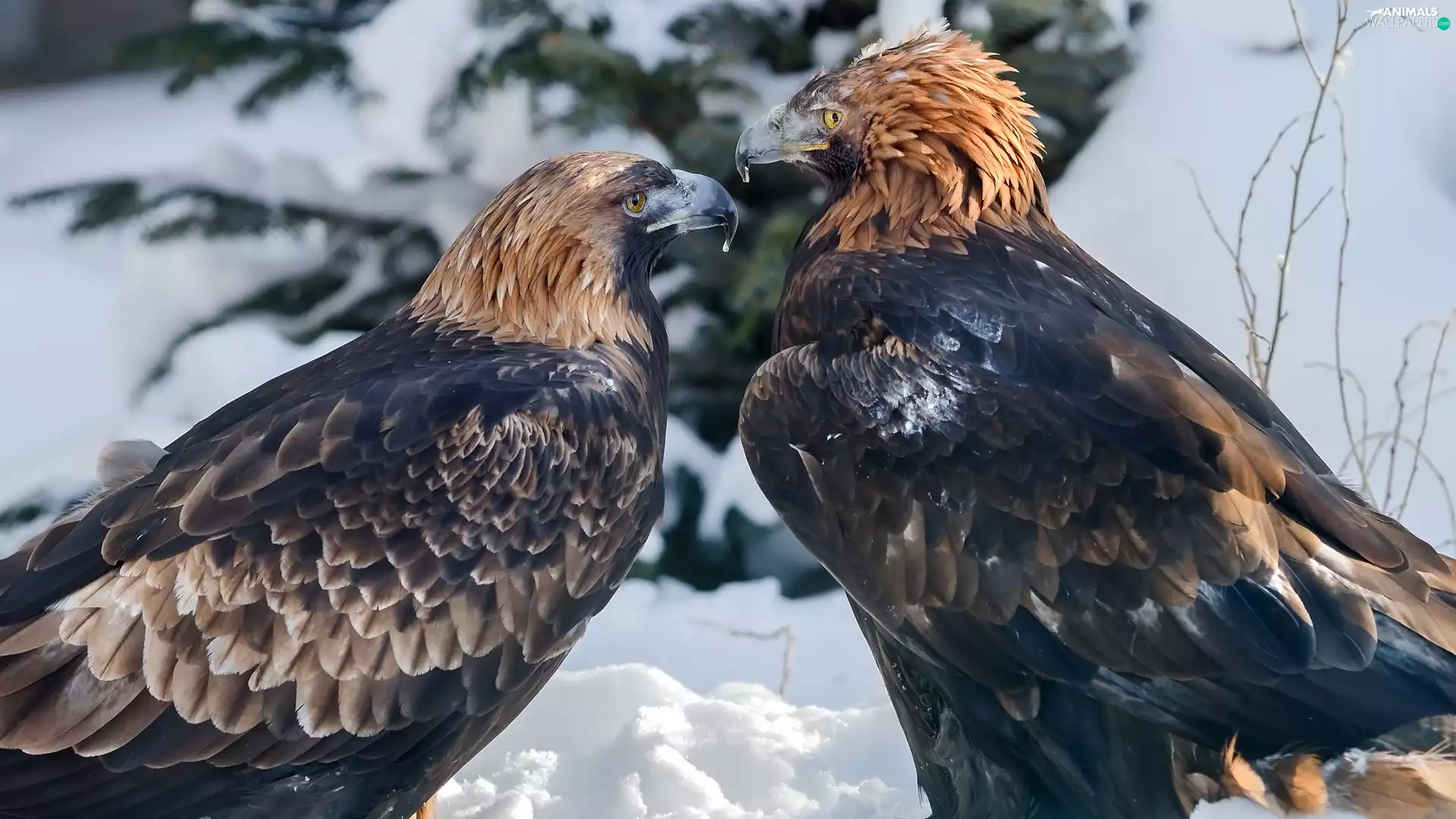 branch pics, snow, birds, Golden Eagles, Two cars