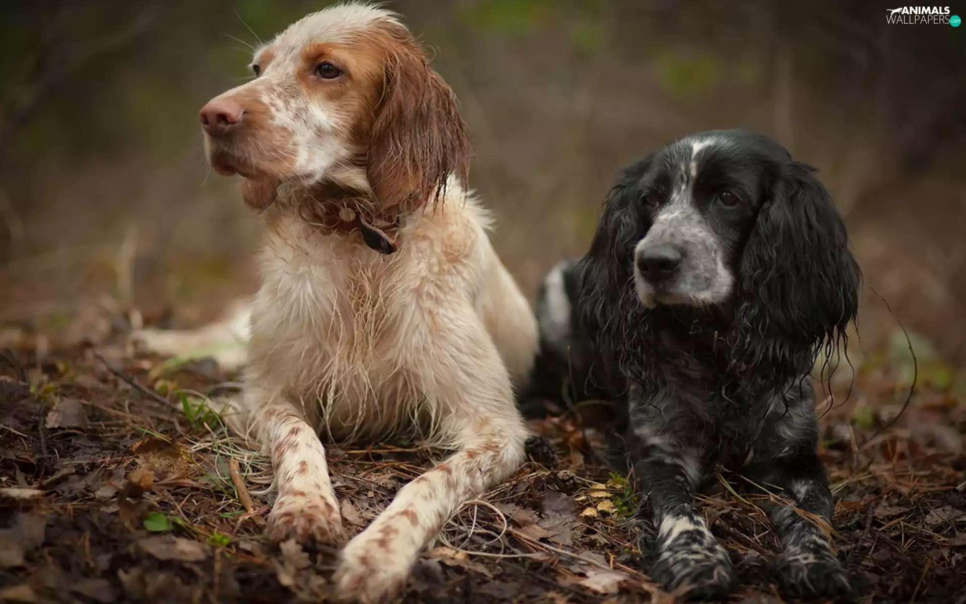 Two cars, Spaniel, setter, Dogs