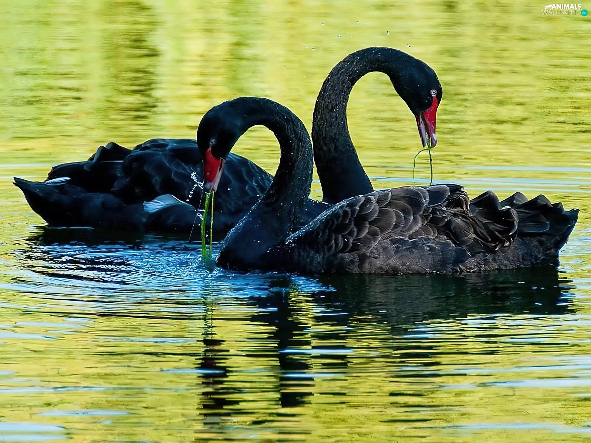 Two cars, Swan, lake, Black