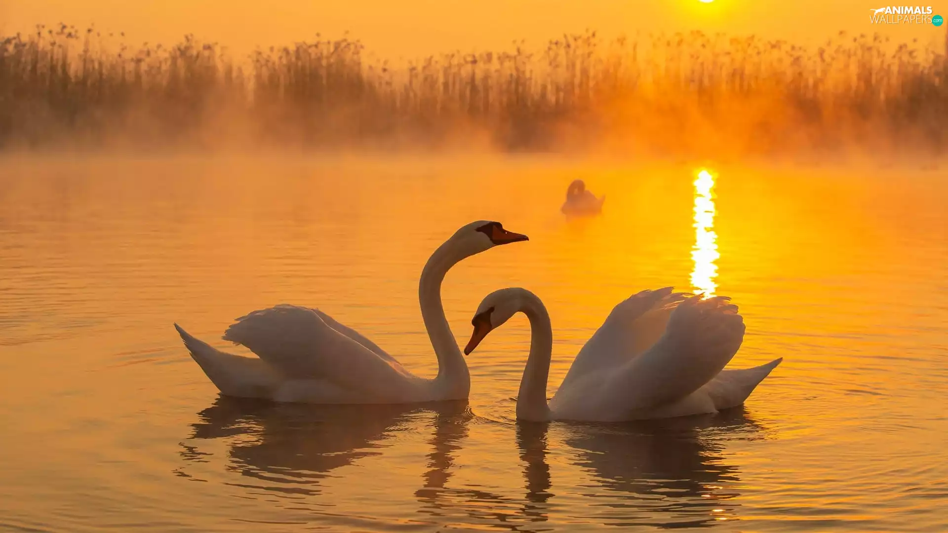 Two cars, Swan, lake, White