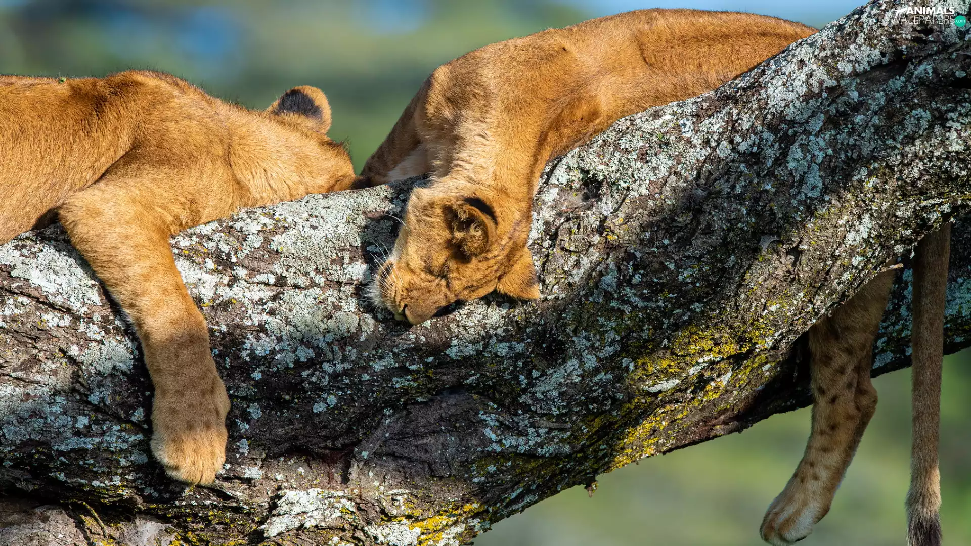 Lod on the beach, lions, lionesses, Two cars