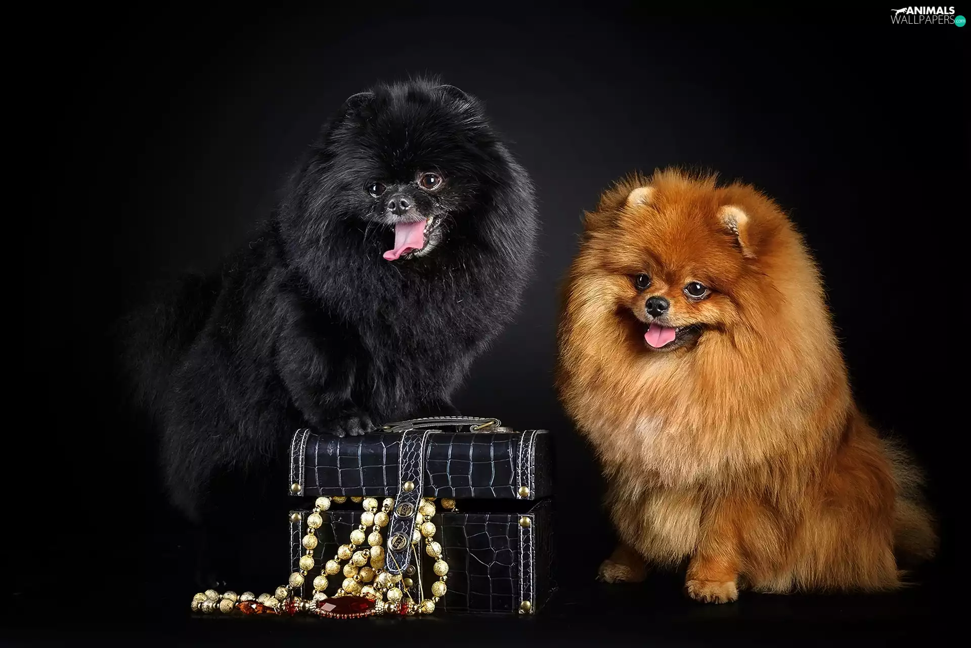 Two cars, trunk, jewellery, puppies