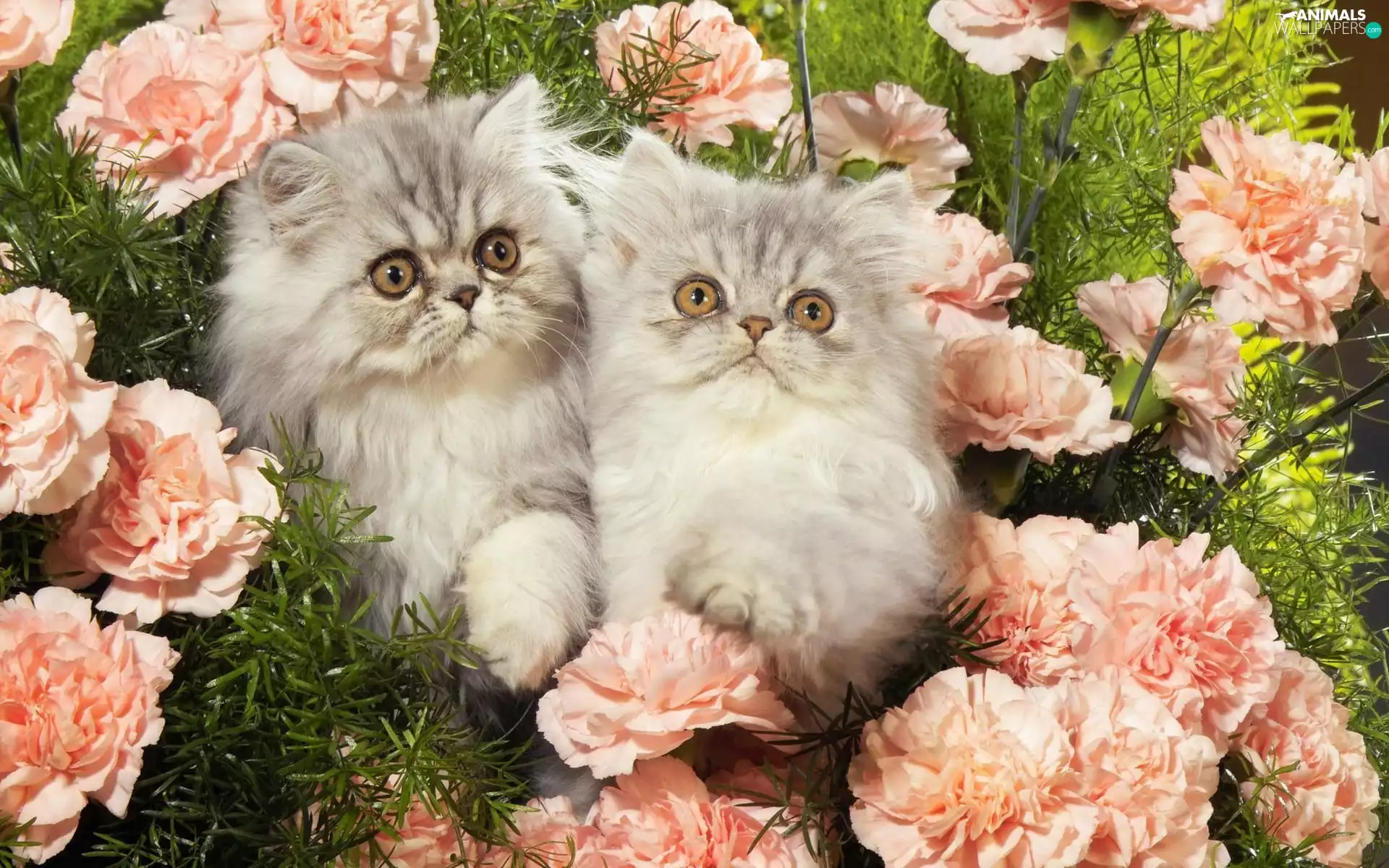 cloves, Asparagus, Two cars, little doggies, cats