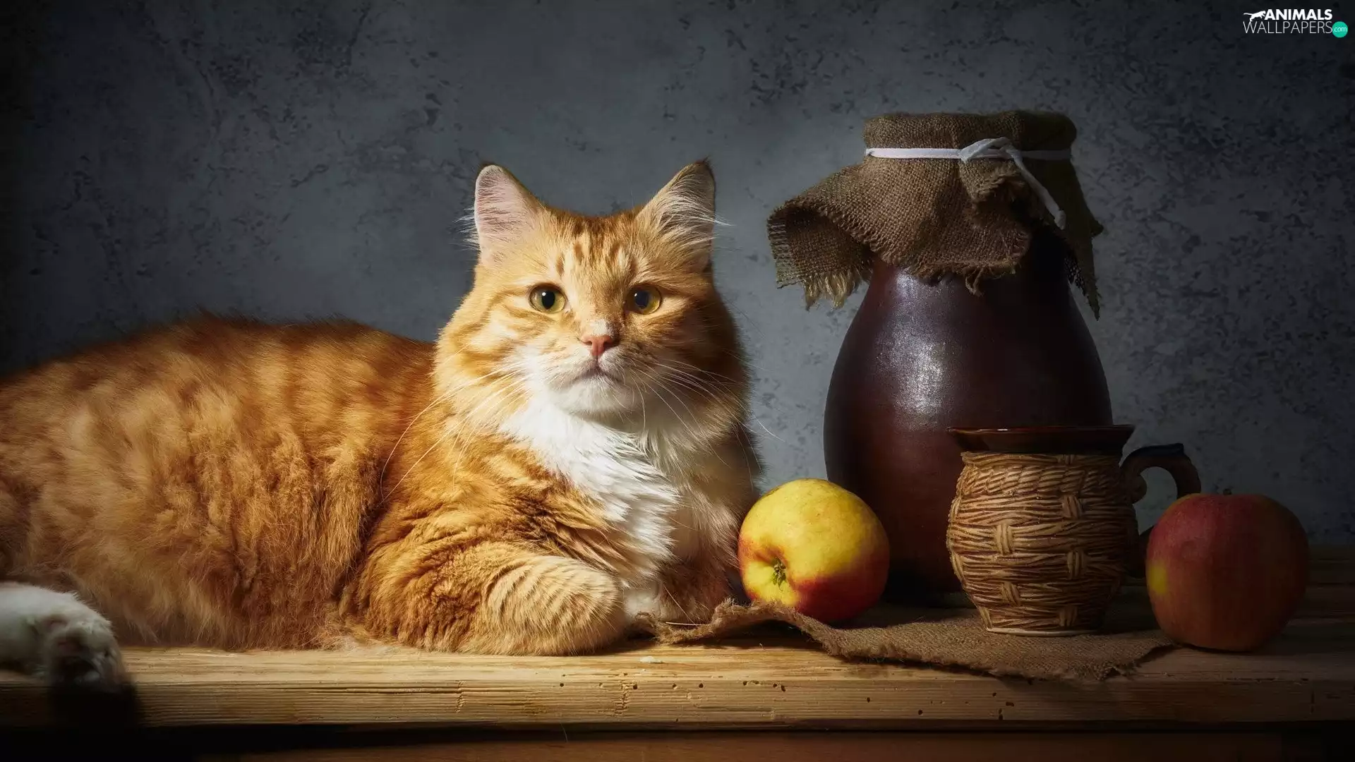 jug, ginger, Two cars, apples, Cup, cat