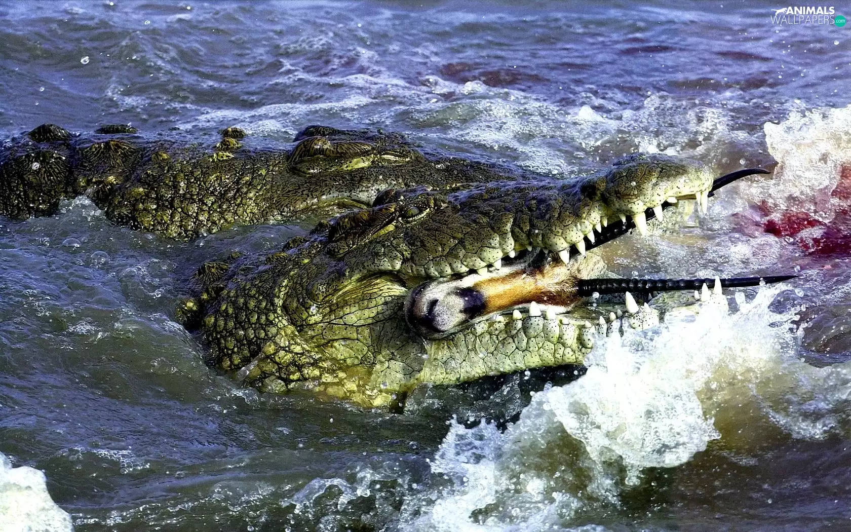 Two cars, water, prey, crocodiles
