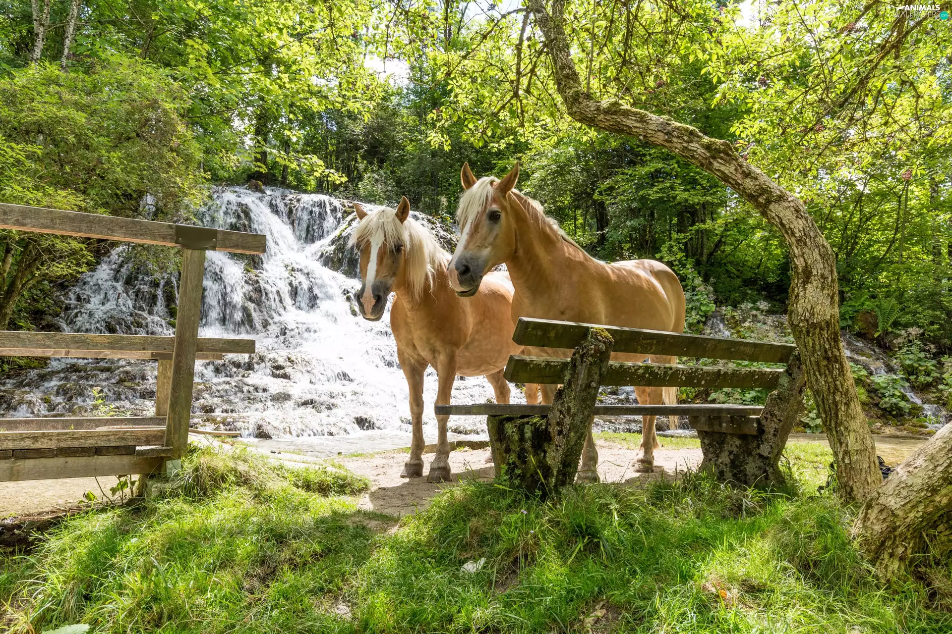 Two cars, waterfall, Bench, bloodstock