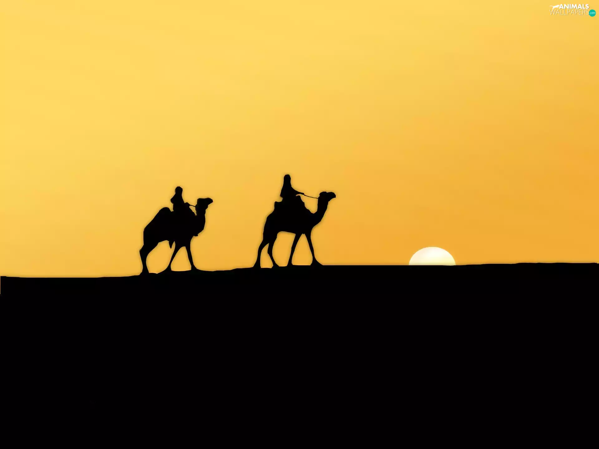 Two cars, west, sun, Camels