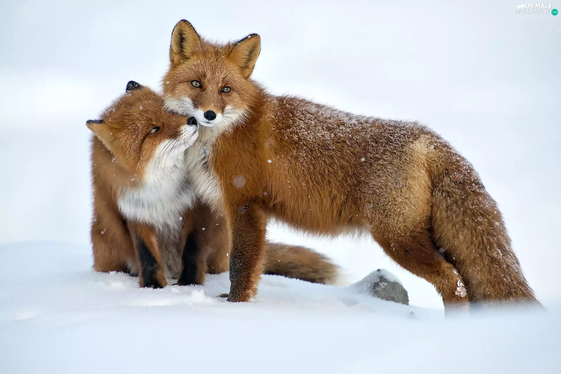 Two cars, winter, snow, fox