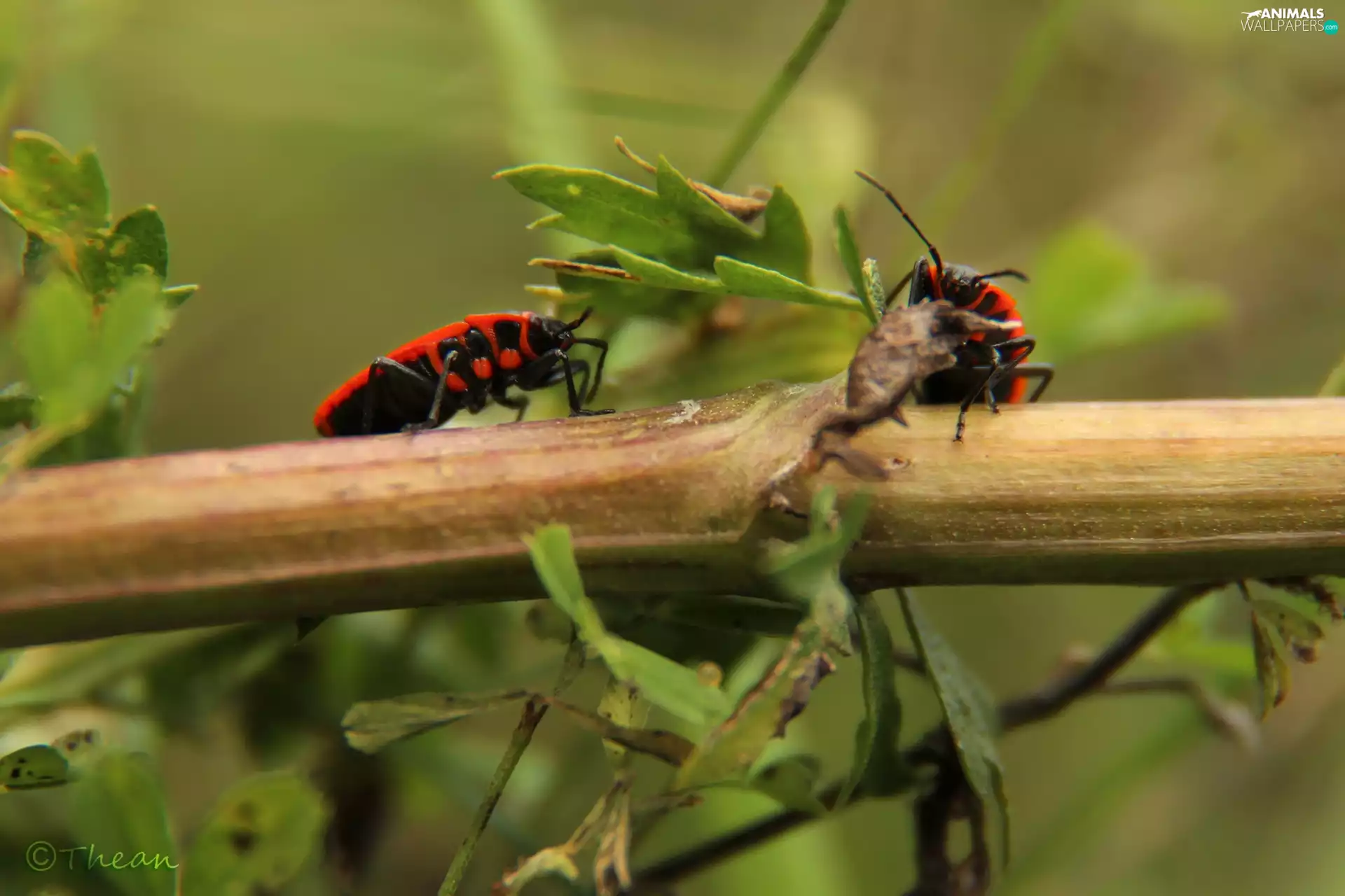 Two cars, worms, twig, Red