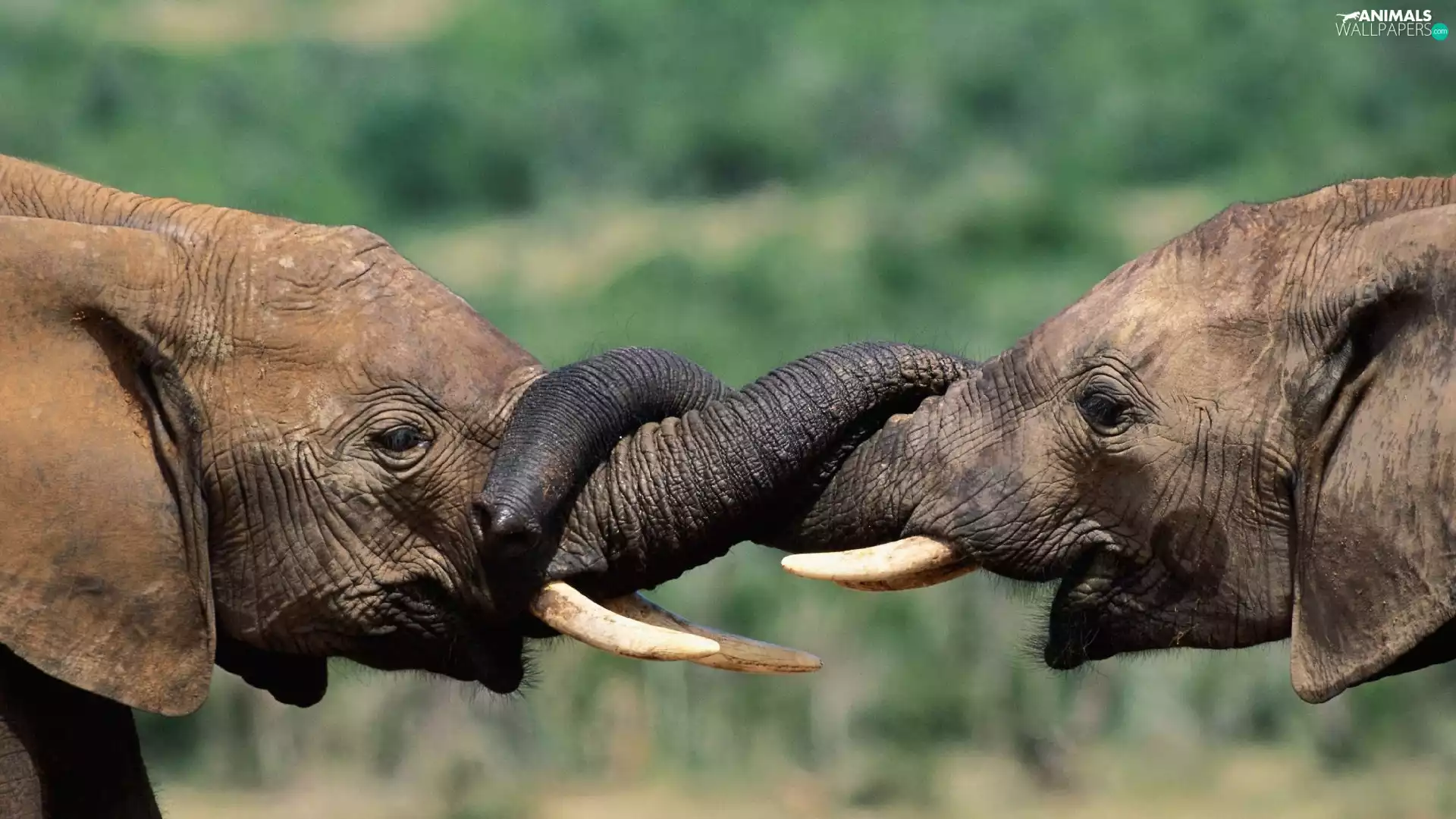 Two cars, wrapped, trumpet, Elephants