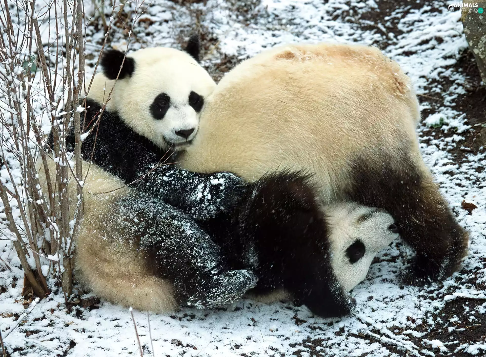 Two cars, zpabda, play, bear
