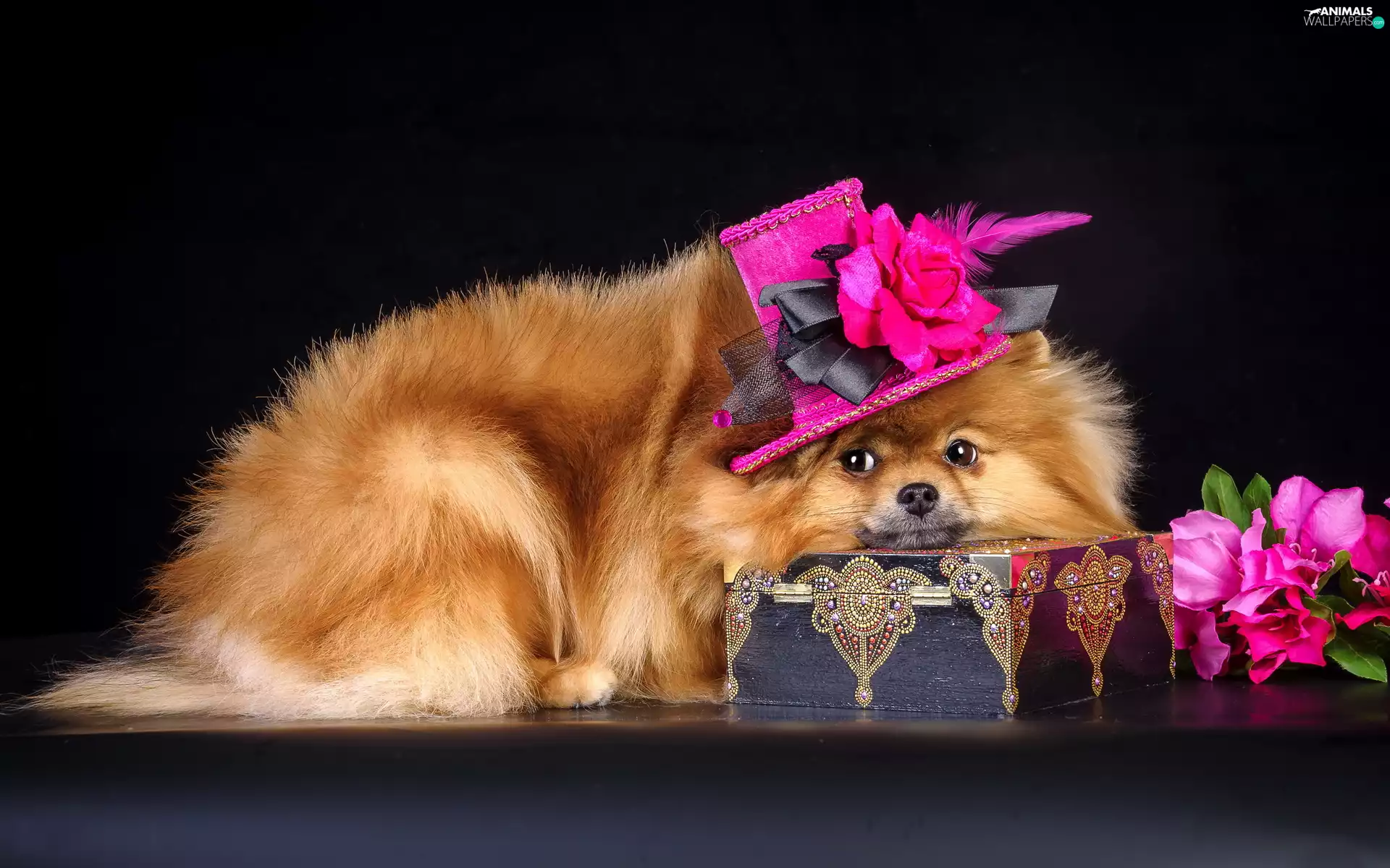 Casket, doggy, Hat