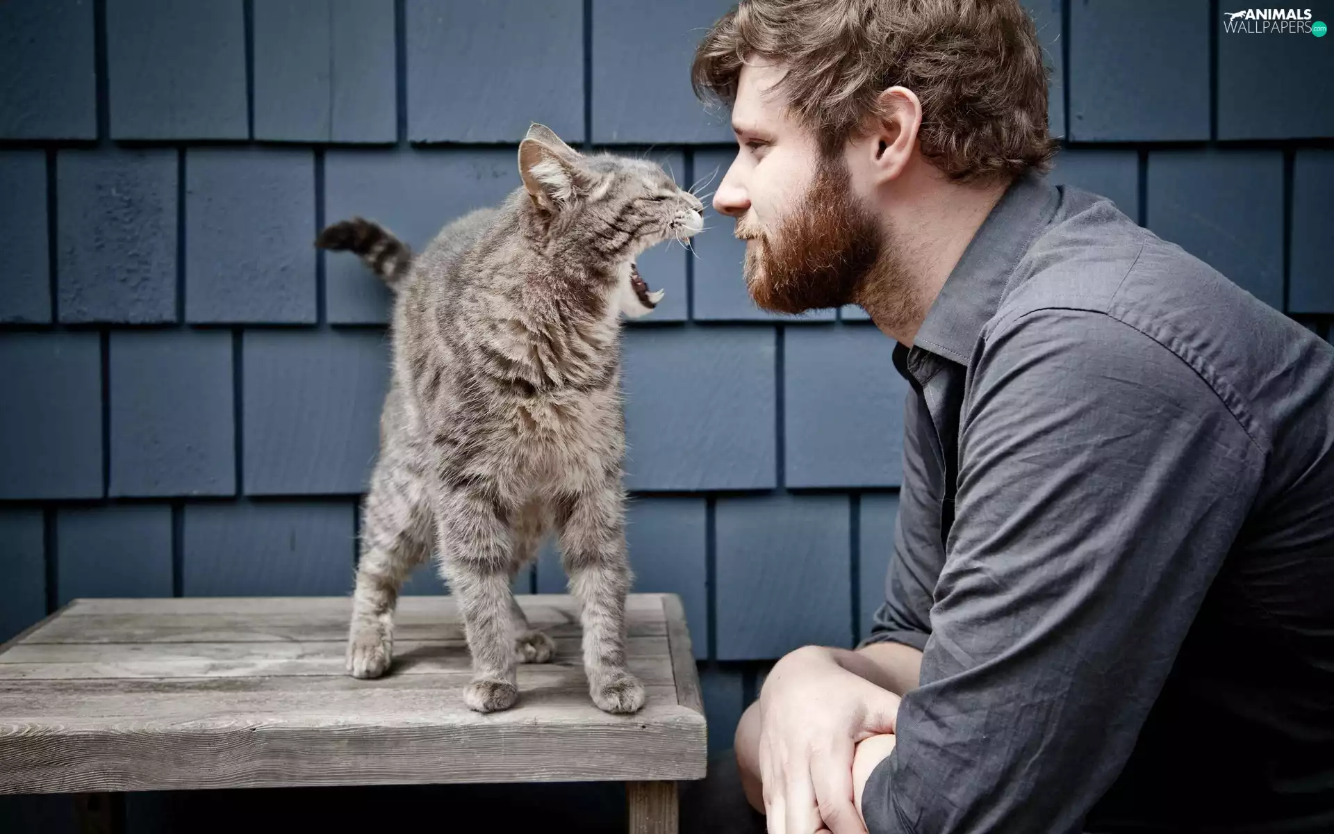 a man, dangerous, cat