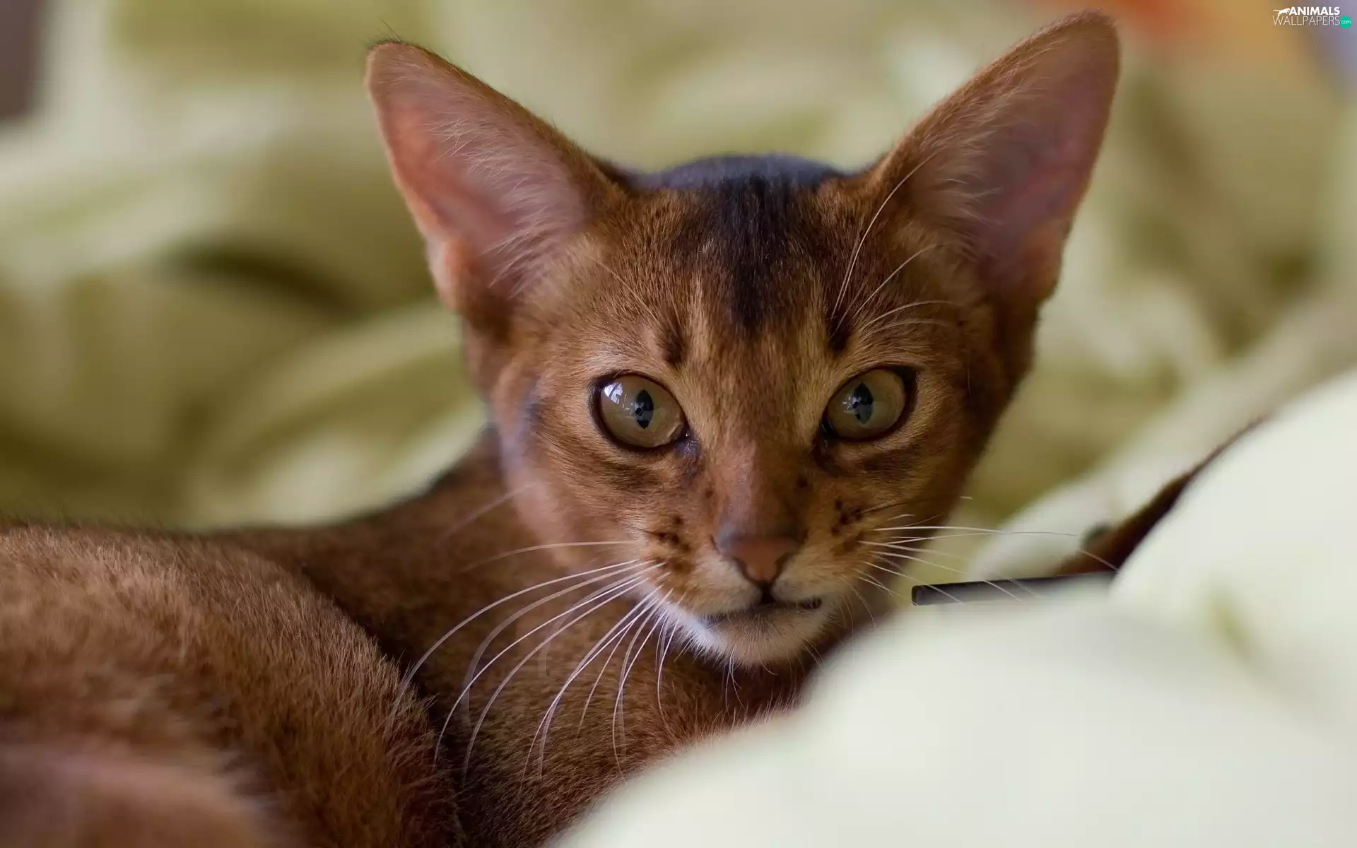cat, Abyssinian