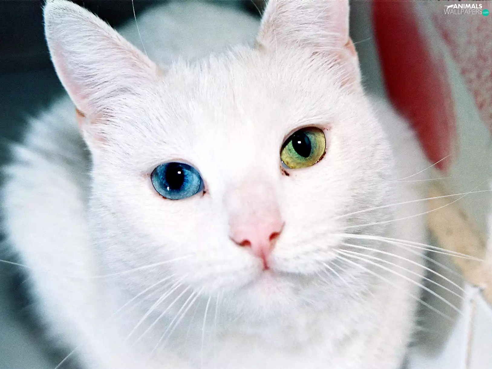 Eyes, Turkish Angora, cat, Different colored, White