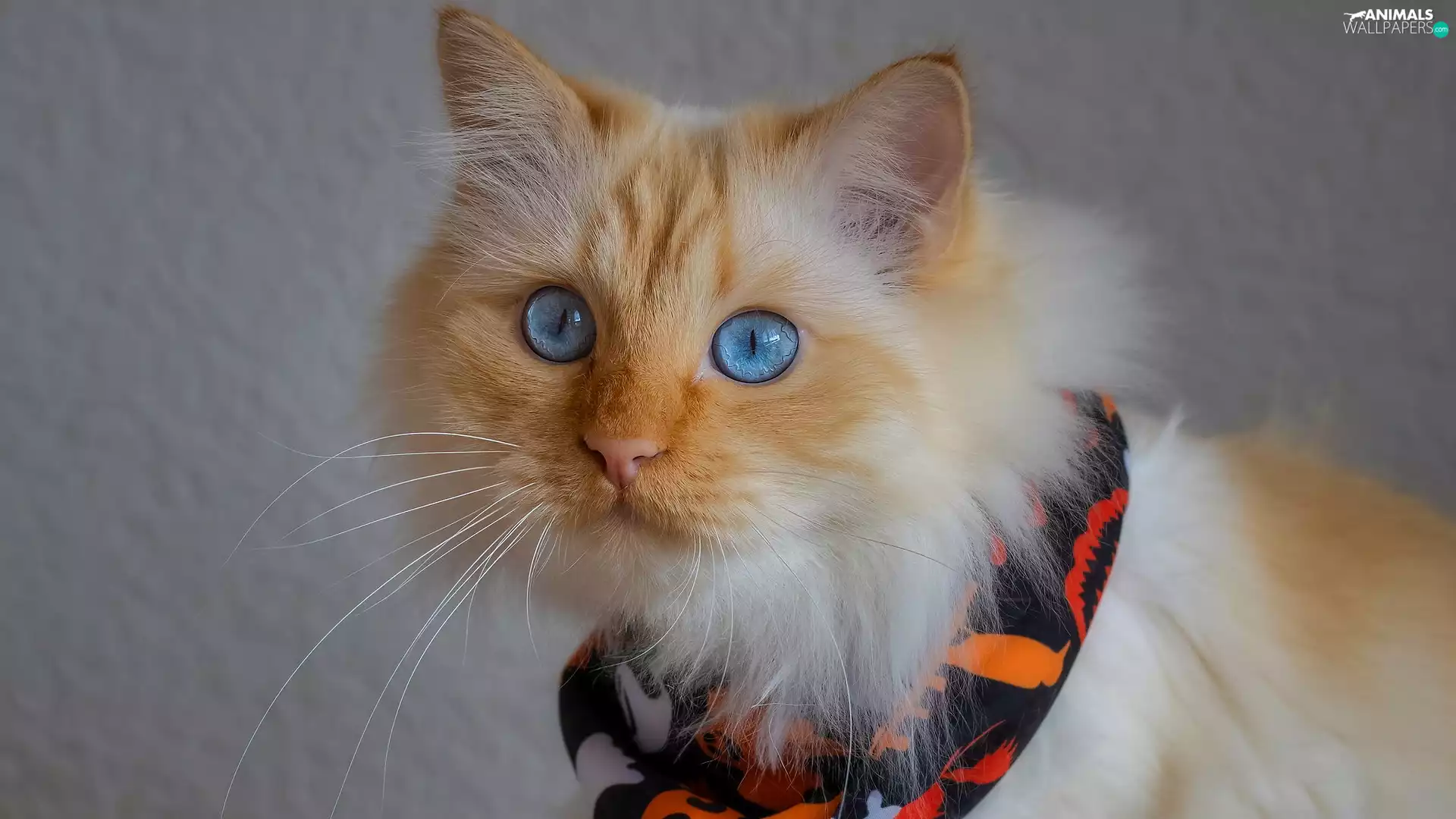 apatite, Blue Eyed, cat