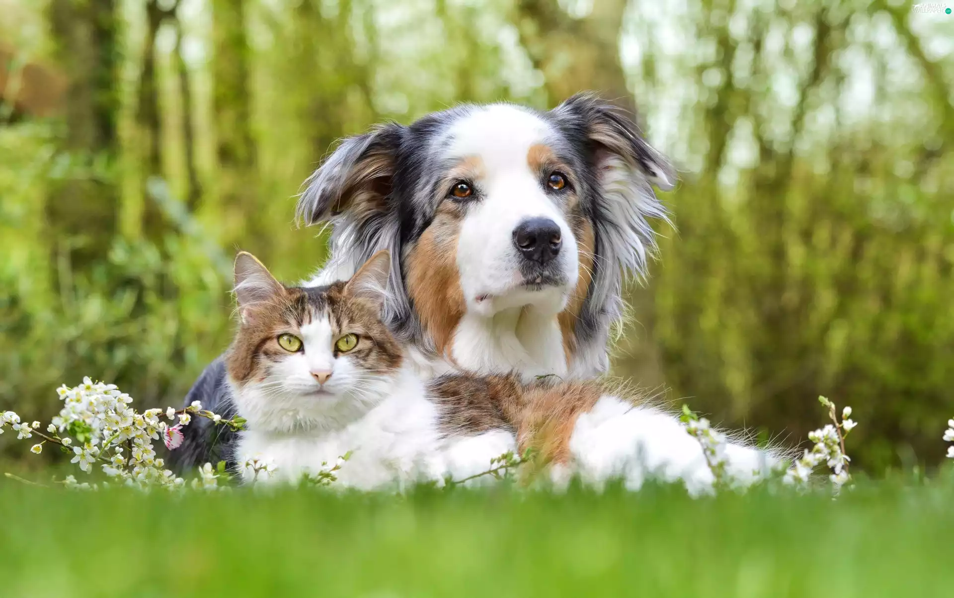Australian Shepherd, friends, cat