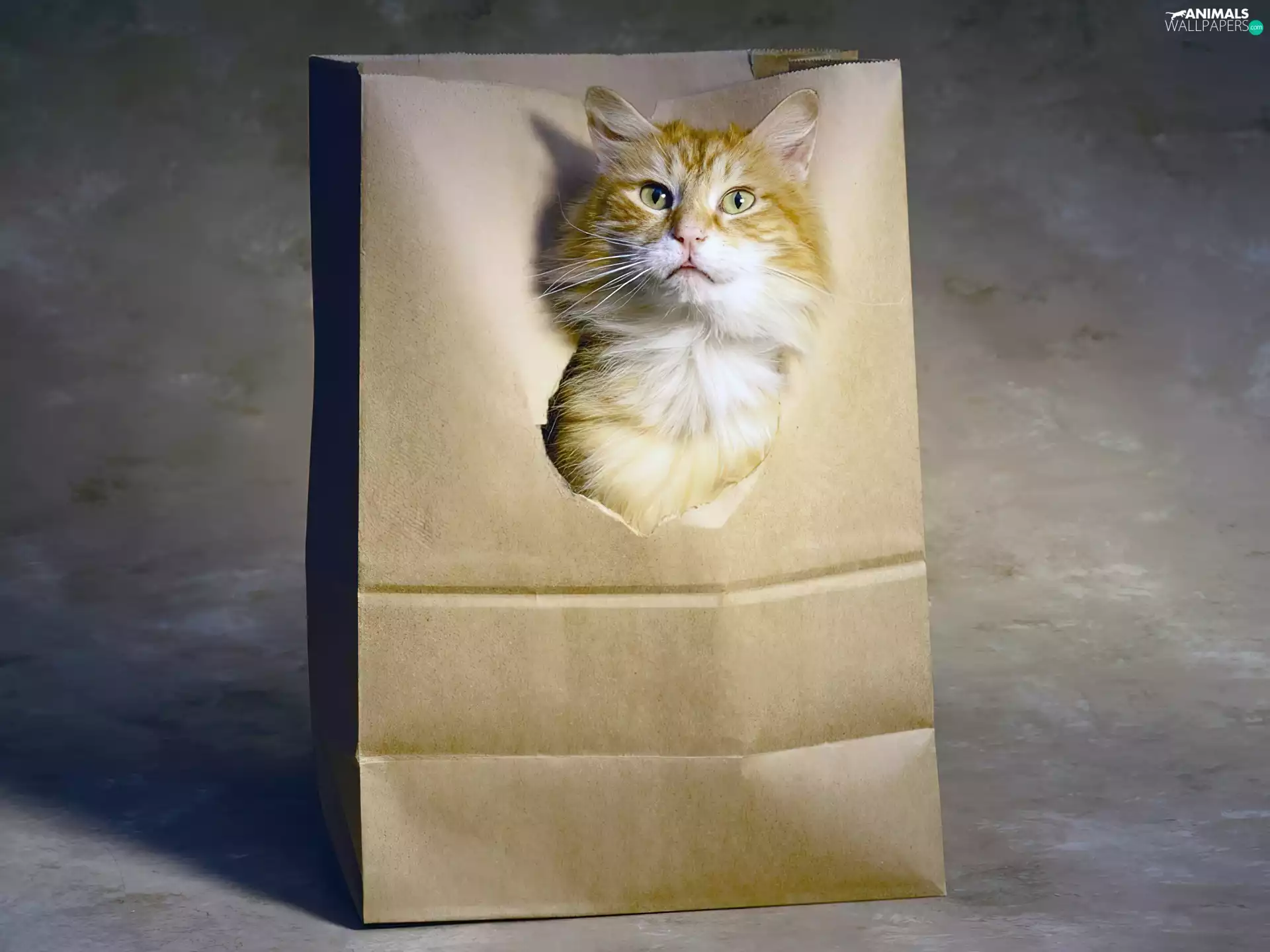 cat, bag