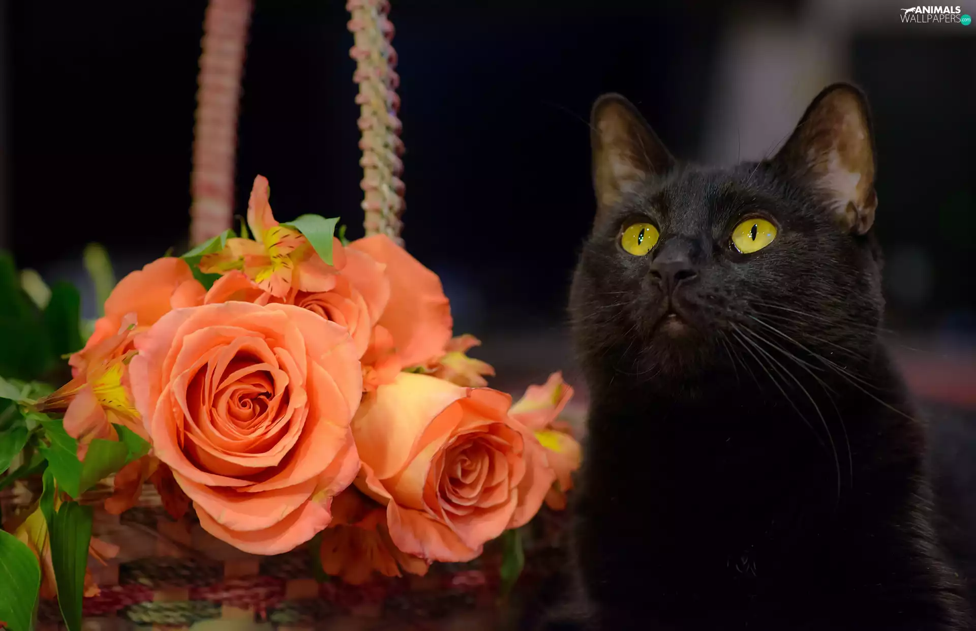 cat, Black, Yellow, Eyes, tea, roses, basket, bouquet, wicker