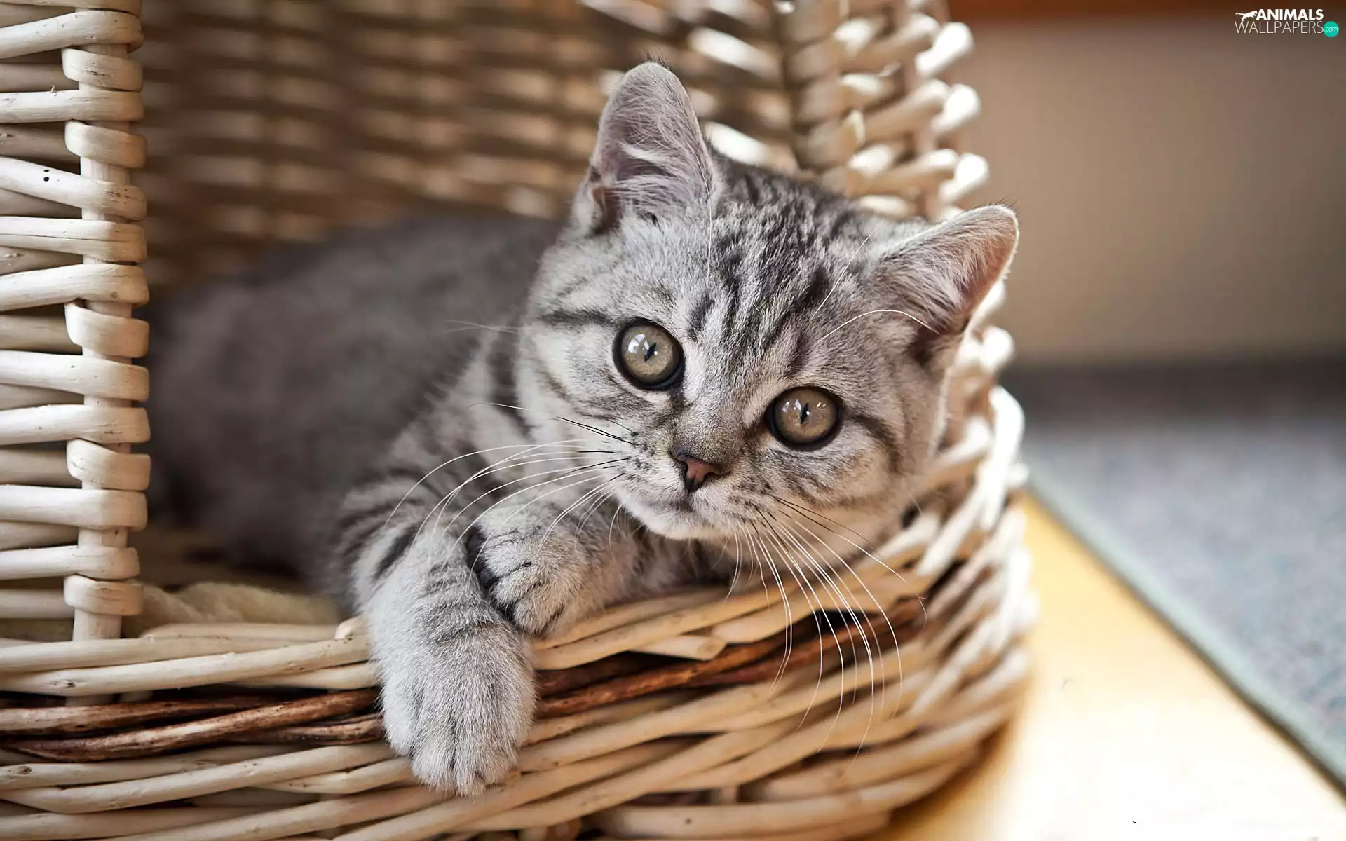 cat, wicker, basket