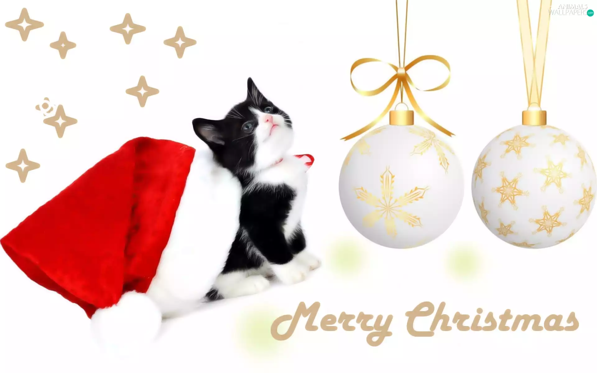 baubles, Hat, Nicholas, cat