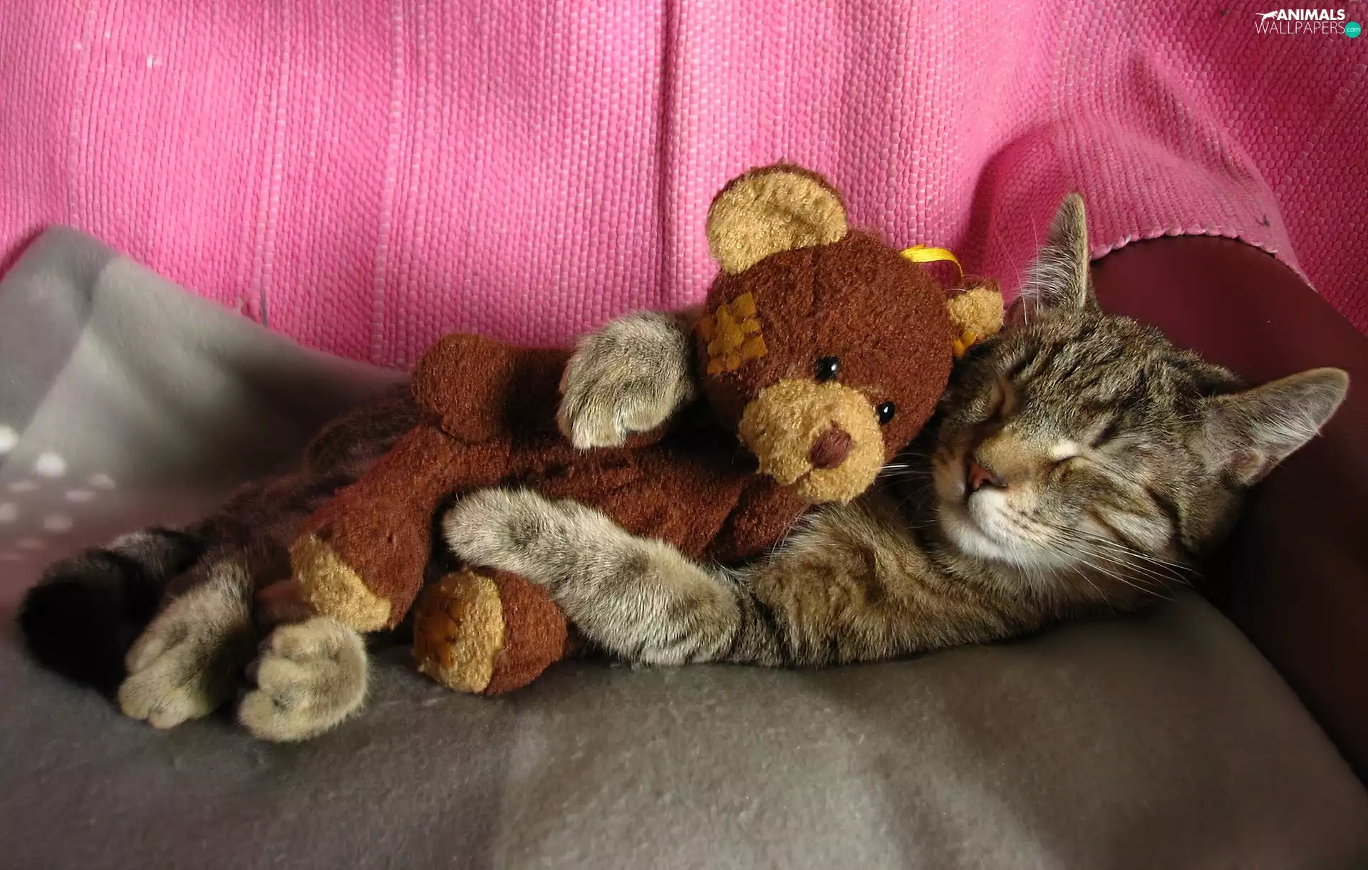 cat, Teddy Bear
