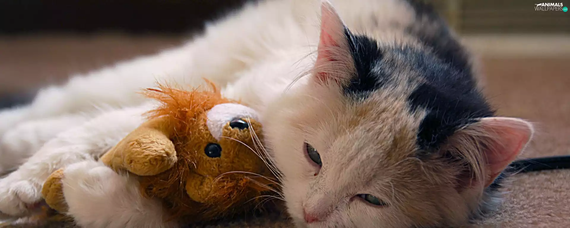 cat, teddy bear
