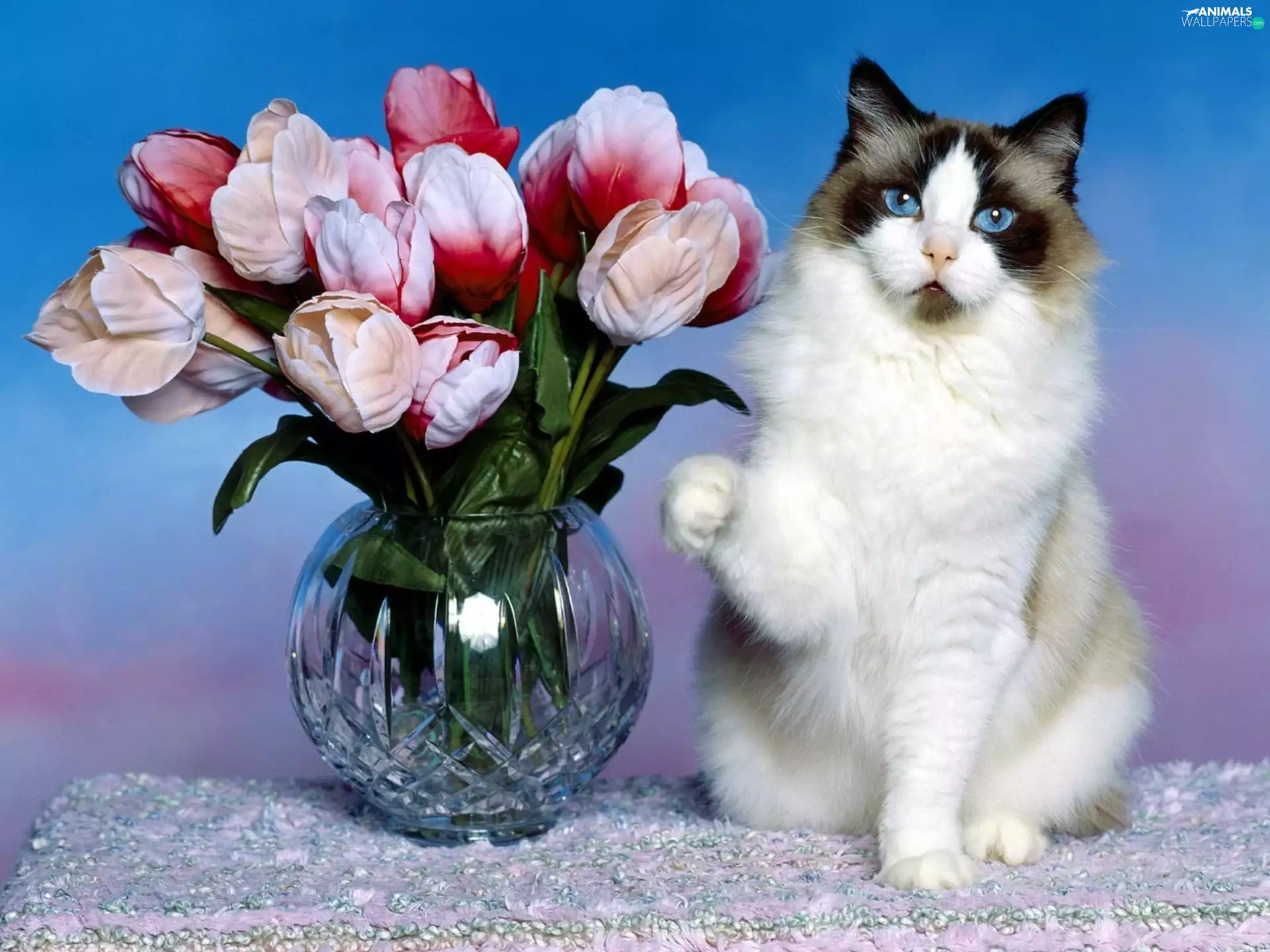 Beatyfull, Vase, Flowers, cat