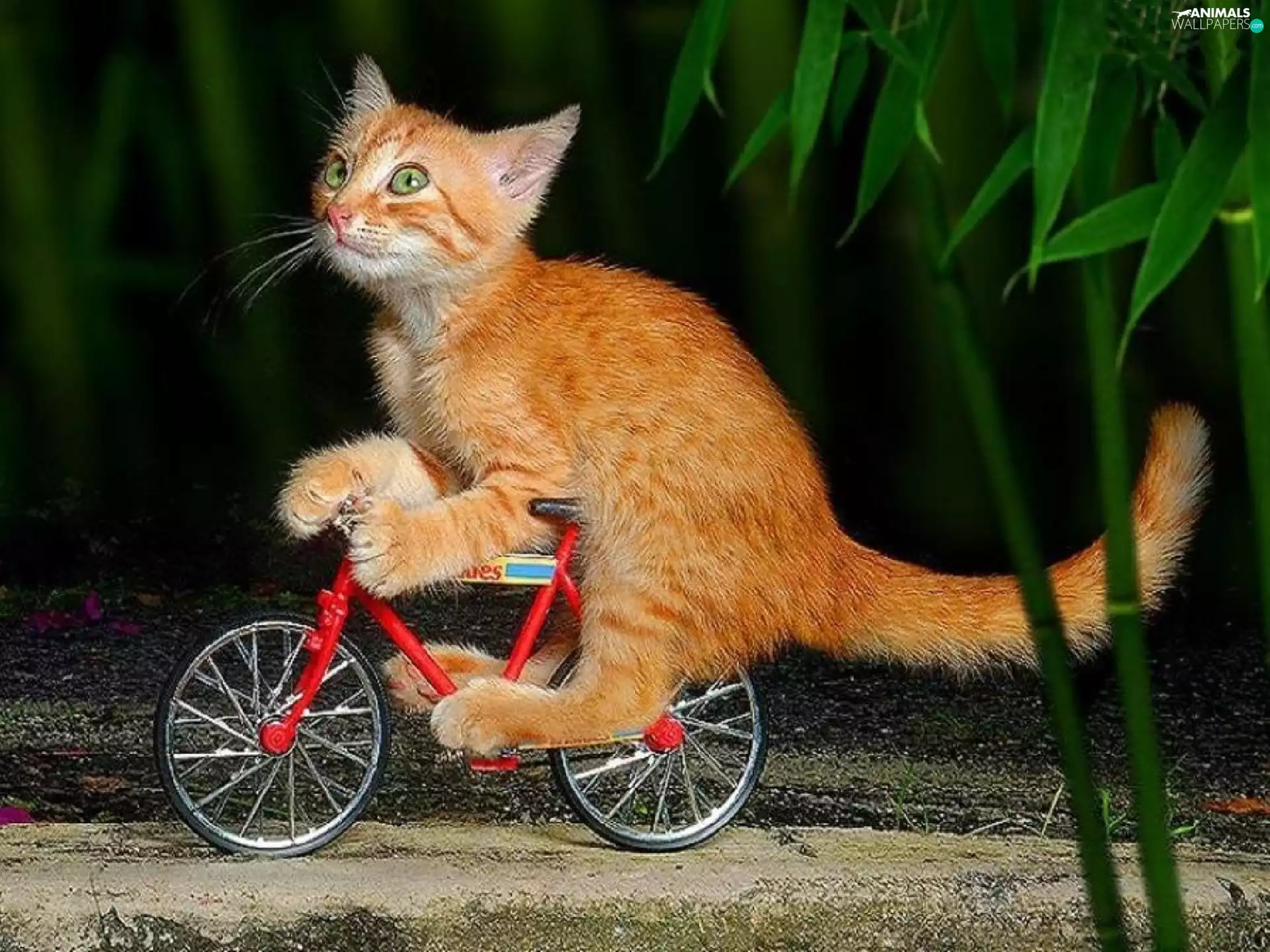 cat, Bicycle