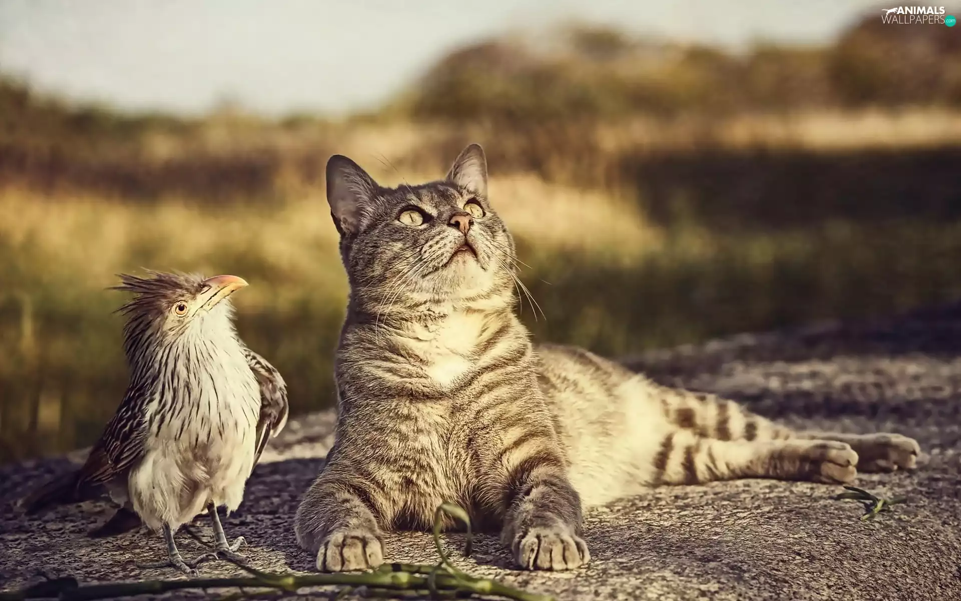 cat, Bird