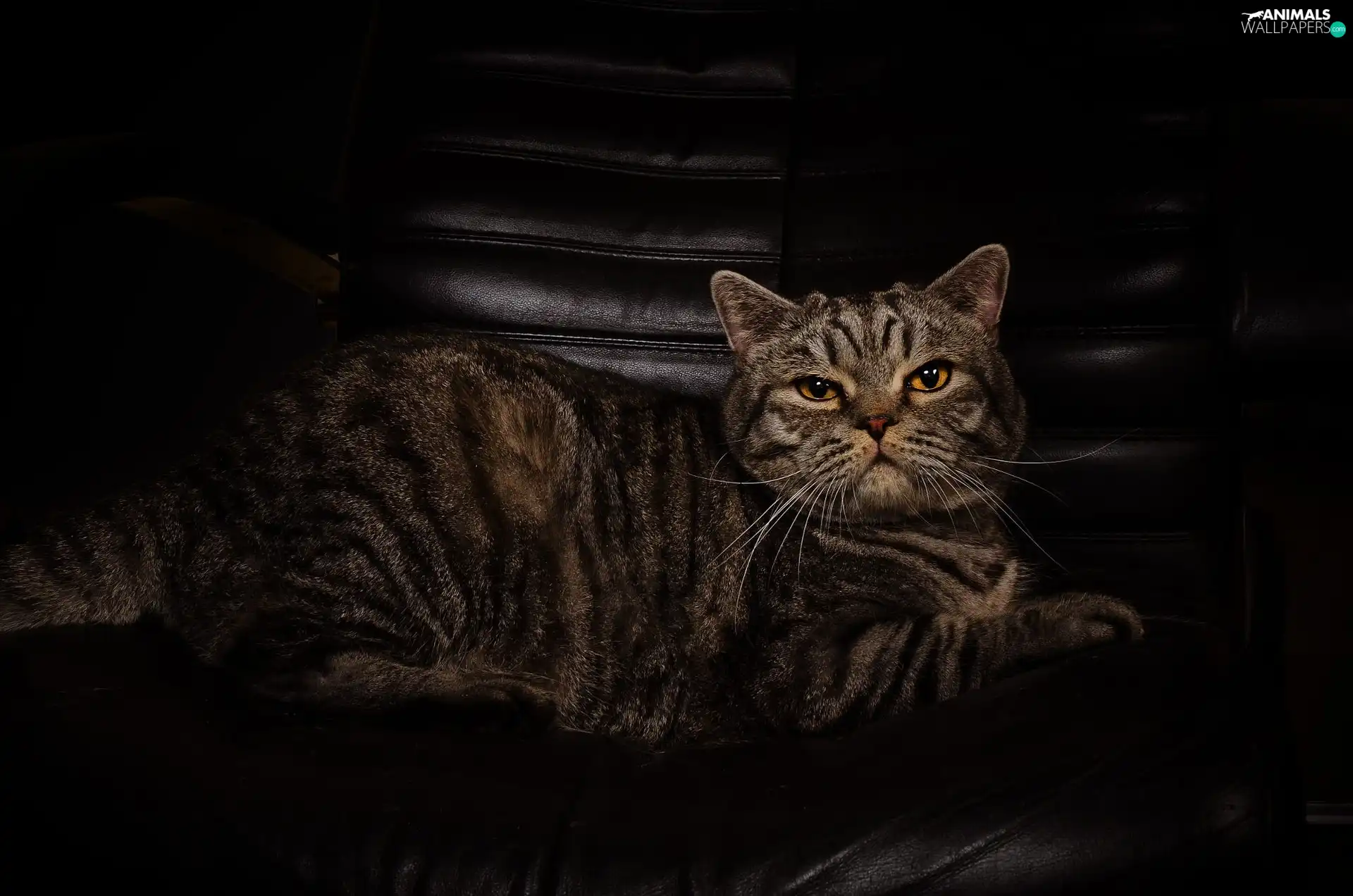 lying, cat, black background, dun