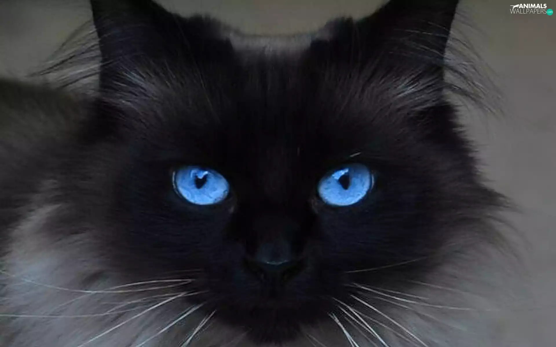 Black, Blue, Eyes, cat