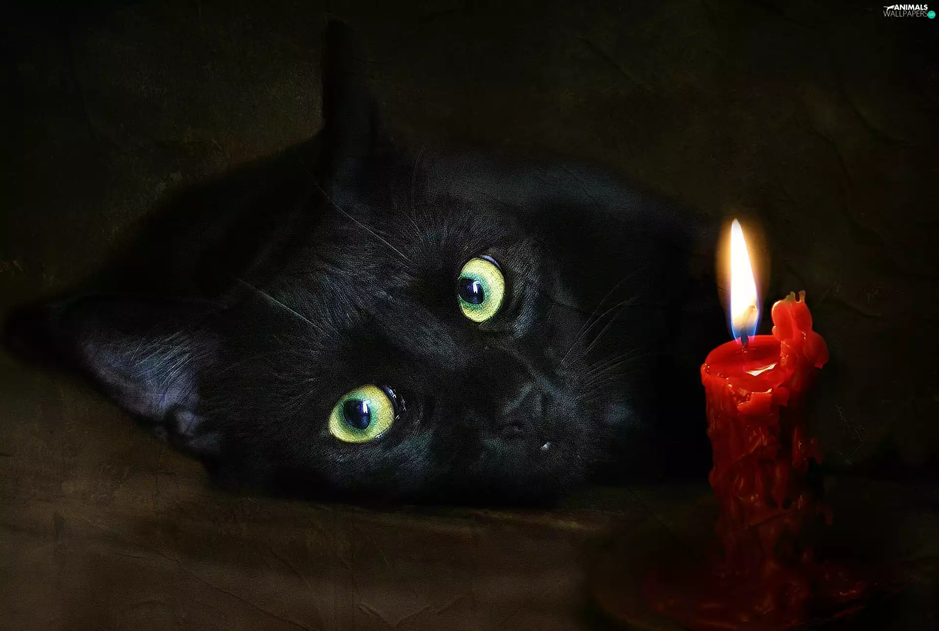 green ones, Eyes, cat, candle, Black