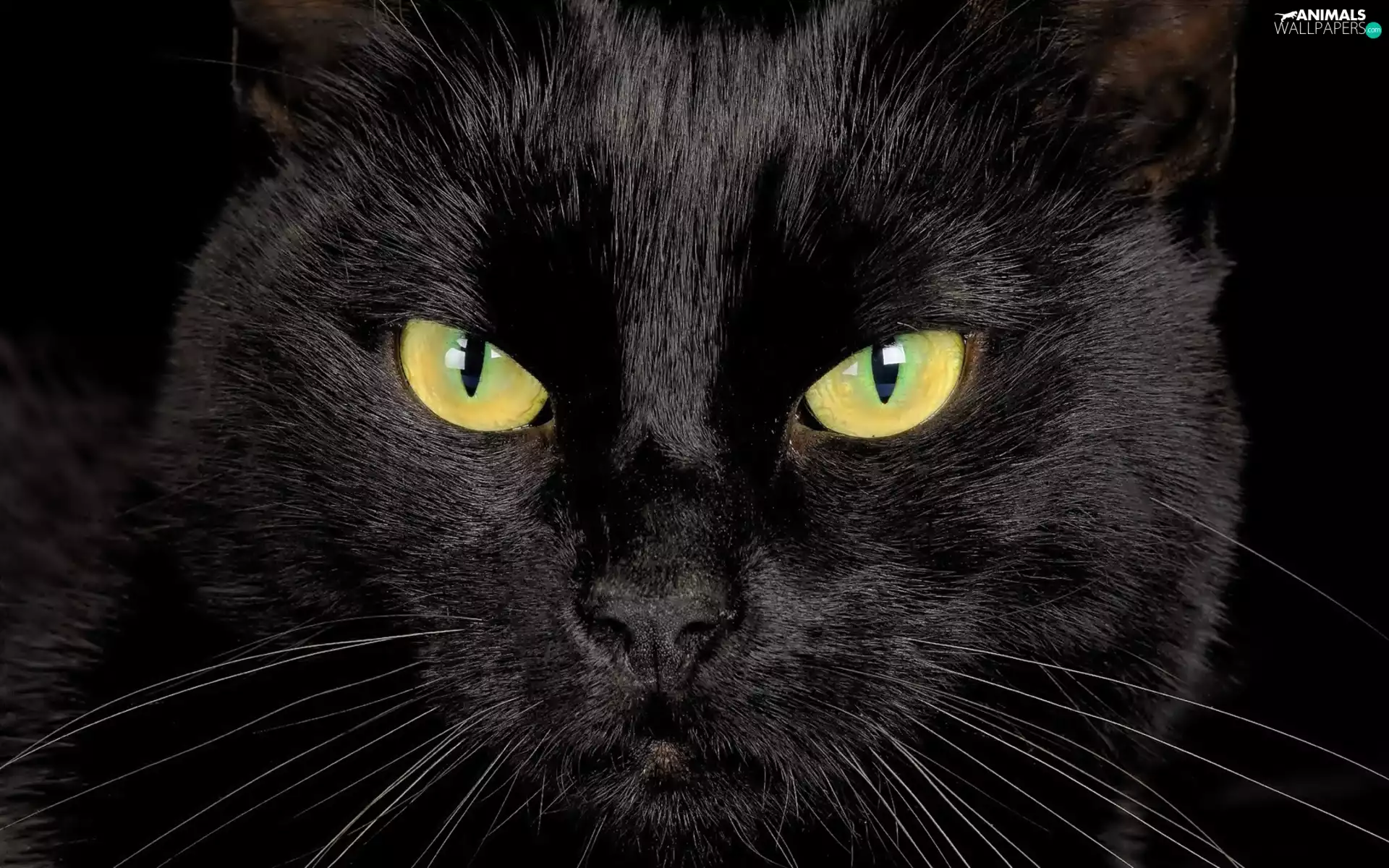 Black, Head, Eyes, cat