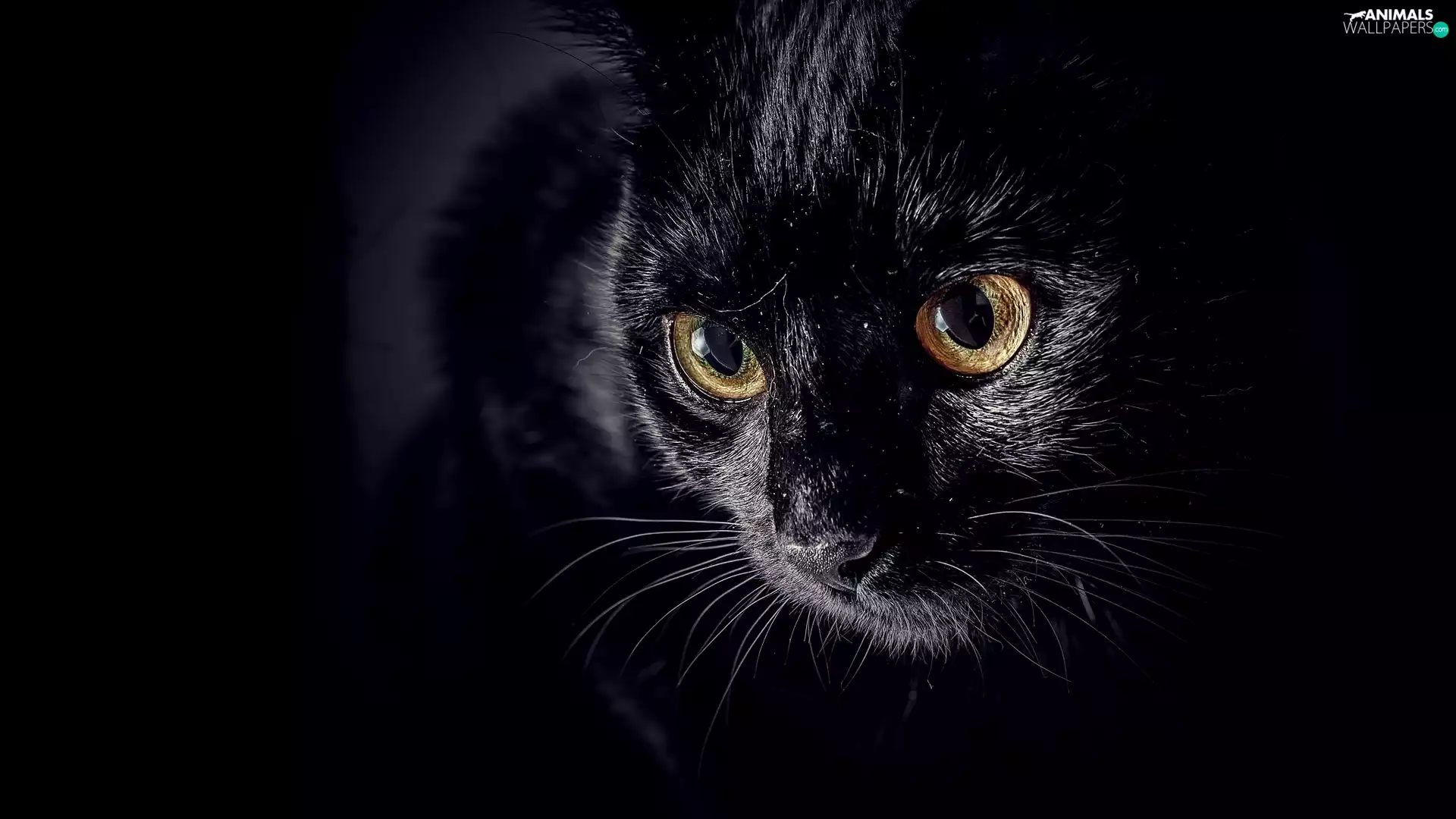 Black, honey, Eyes, cat