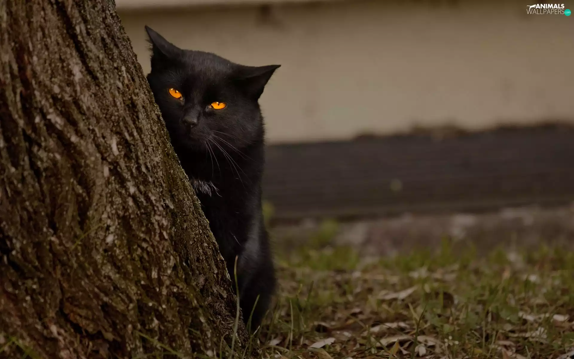 Black, Orange, Eyes, cat