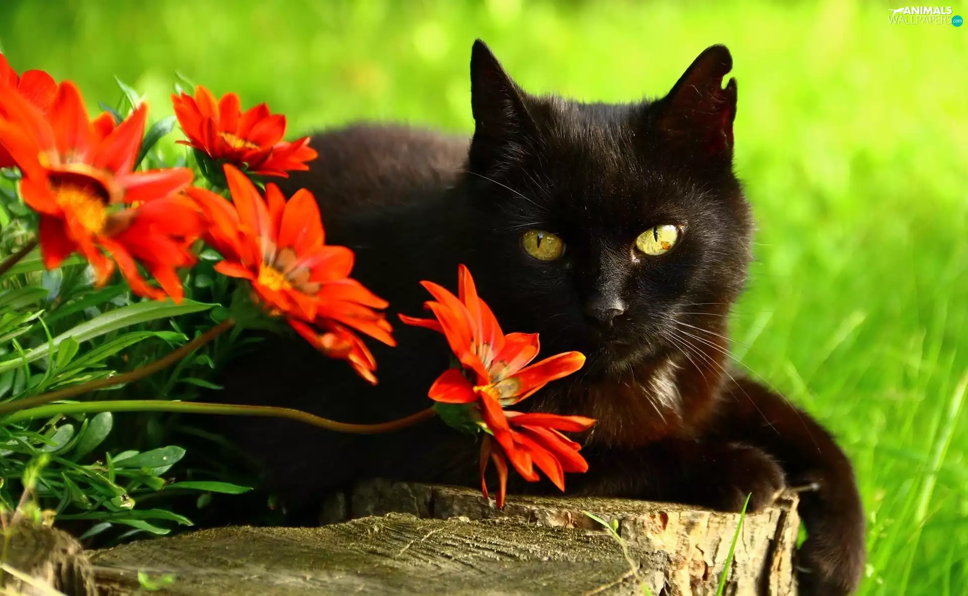 Black, Red, gerberas, cat