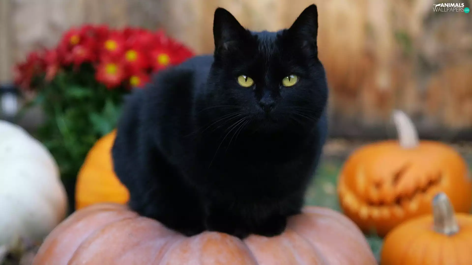 Black, pumpkin, halloween, cat