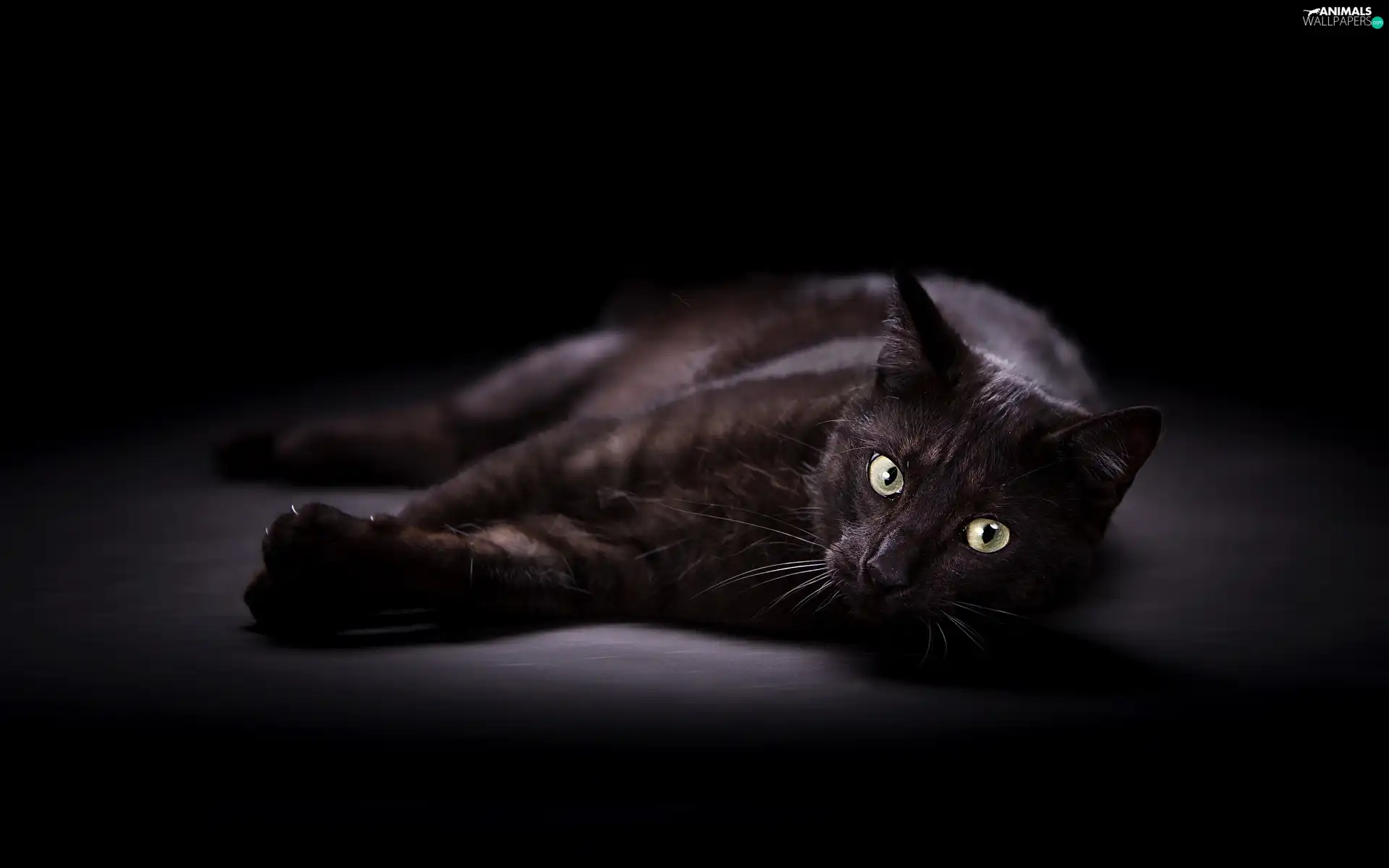 cat, lying, Black