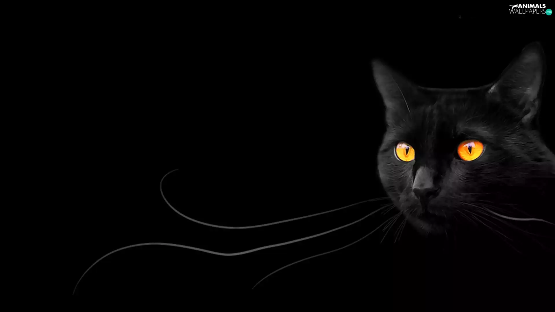 Black, Longs, moustache, cat