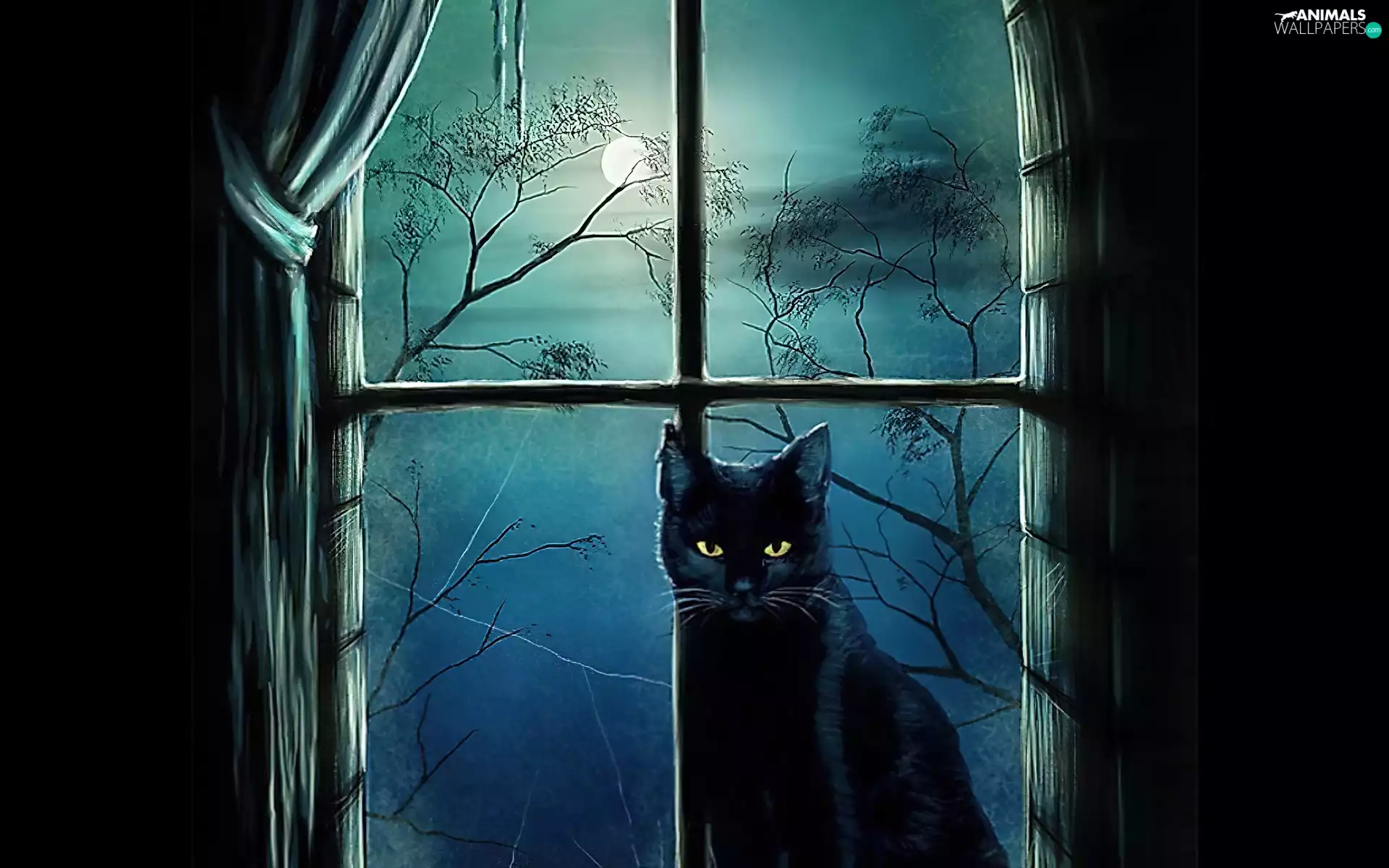 Black, Window, Night, cat