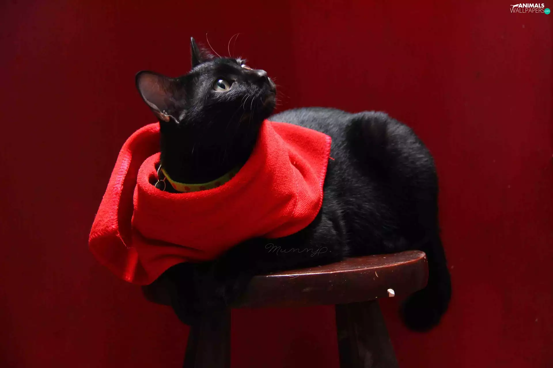 Black, Red, shawl, cat