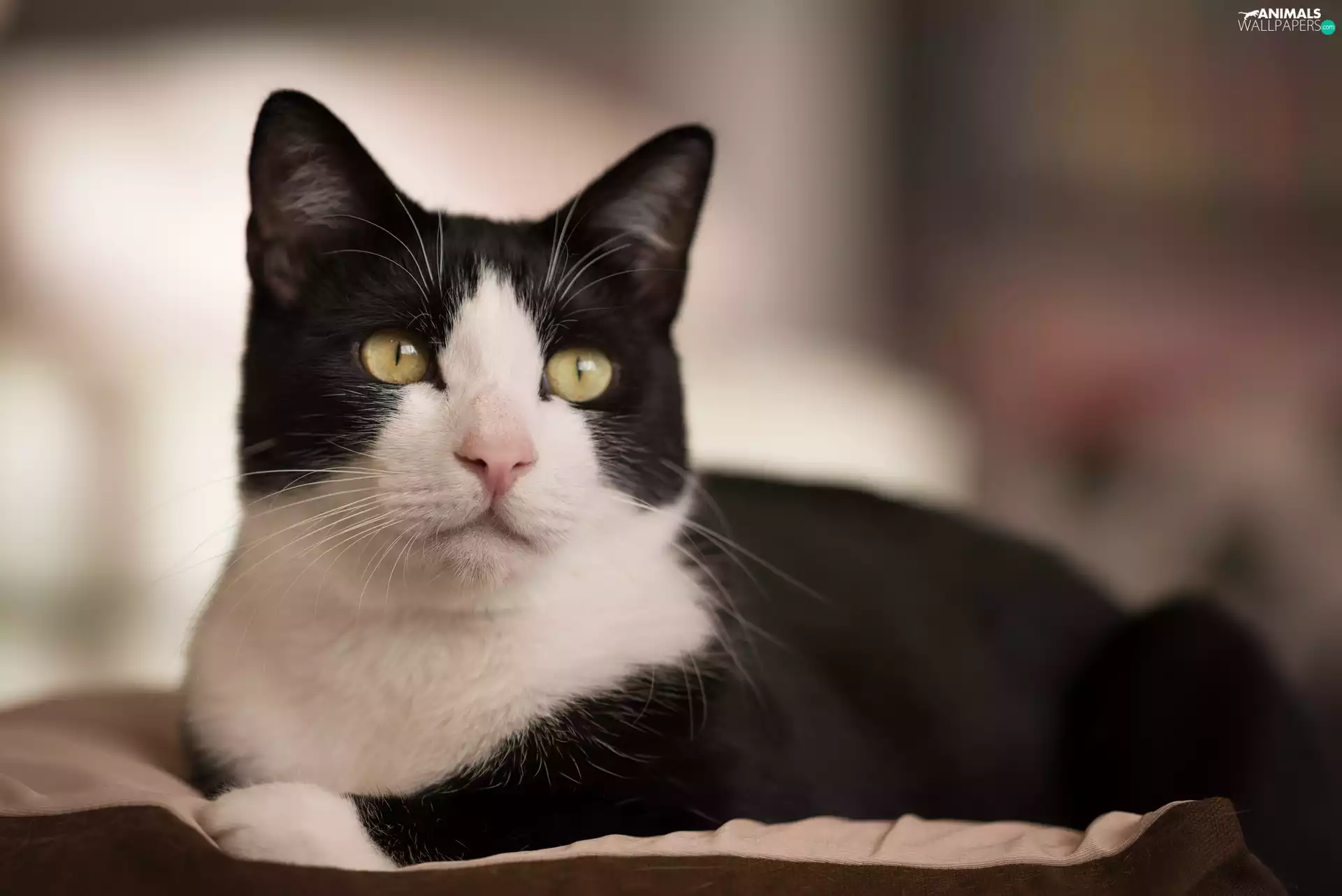 gazing, cat, black and white