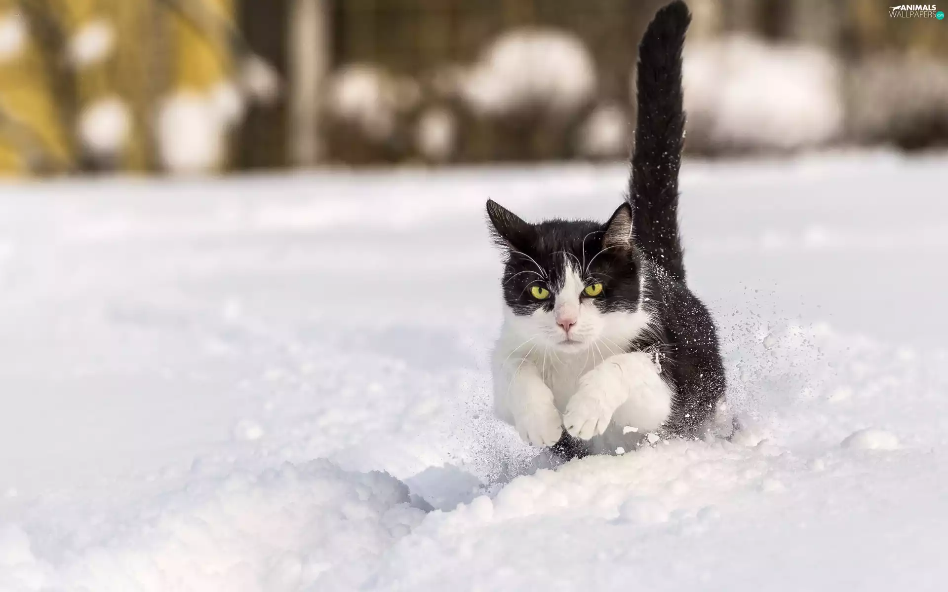 snow, cat, black and white