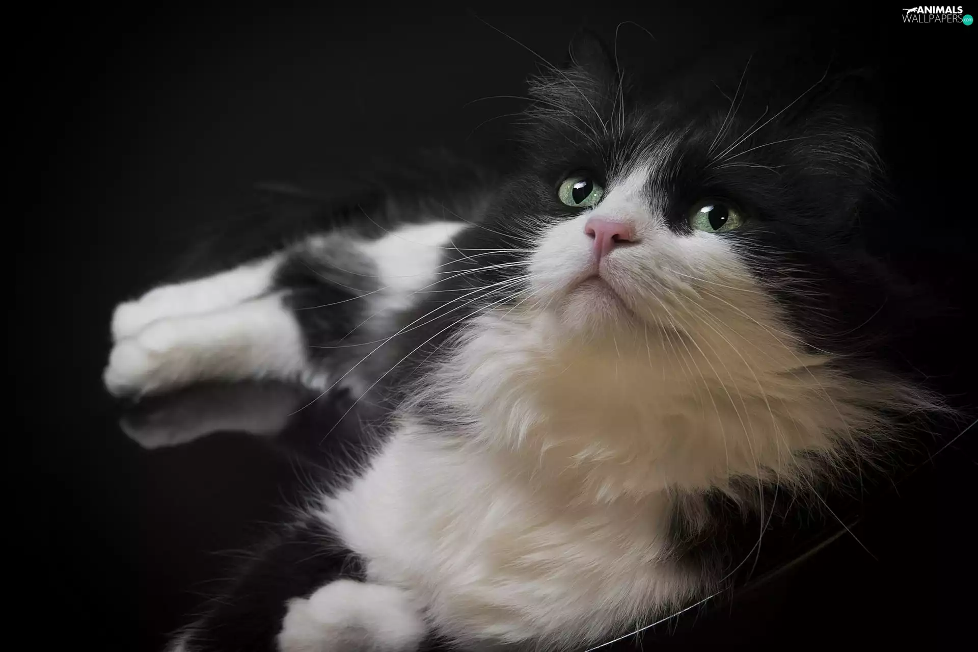 black and White, cat