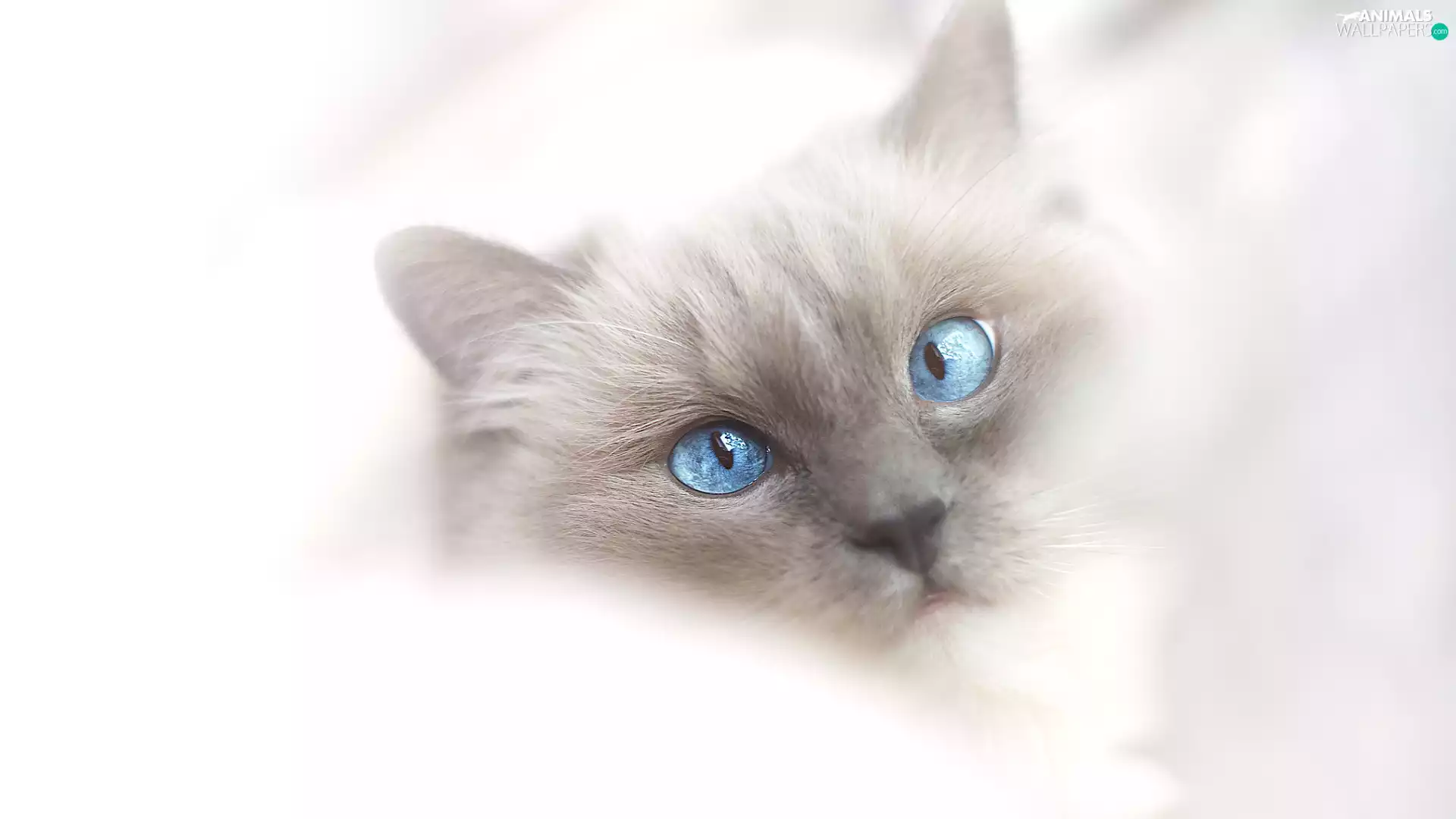 Blue Eyed, Ragdoll Cat