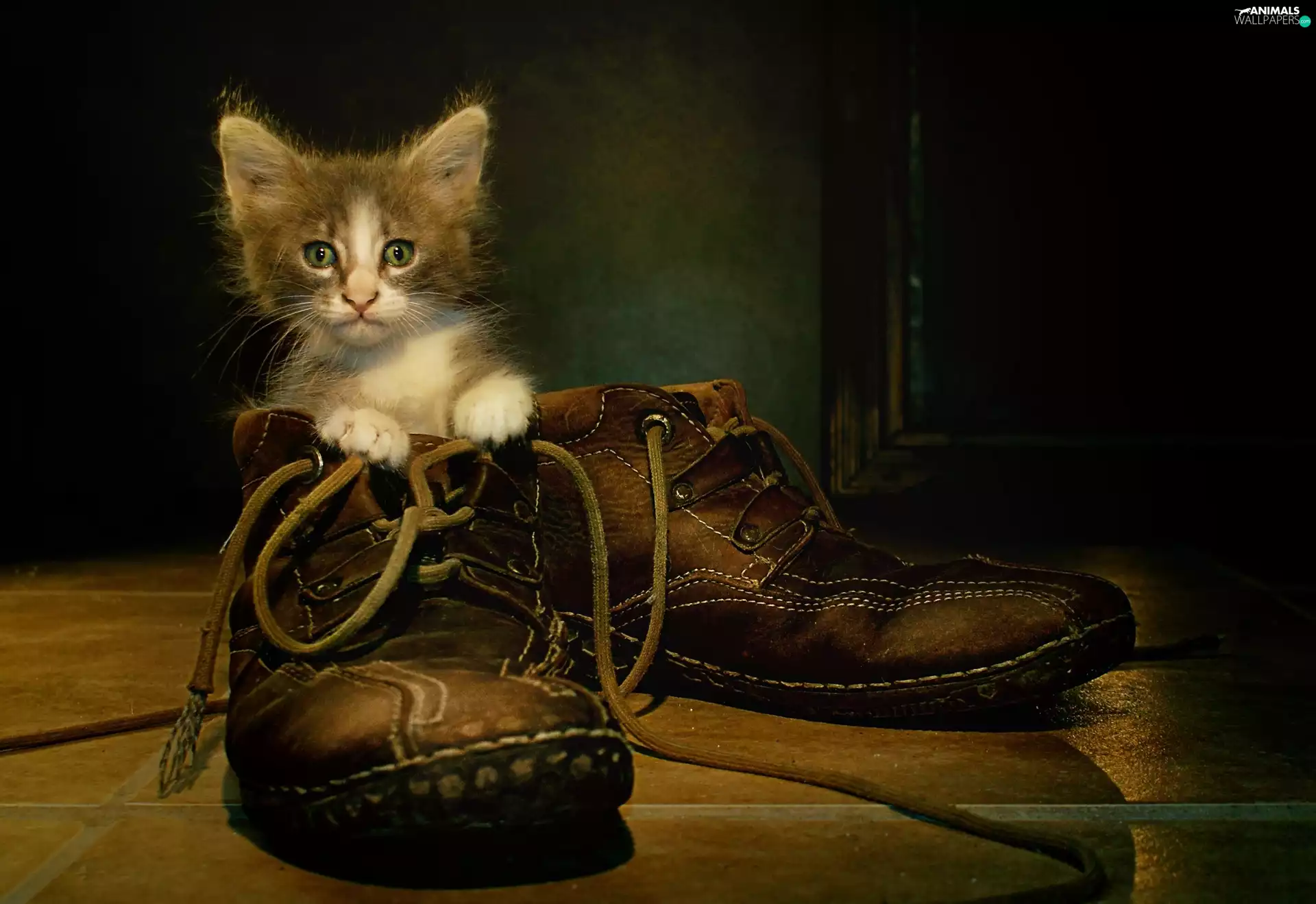 cat, Boots