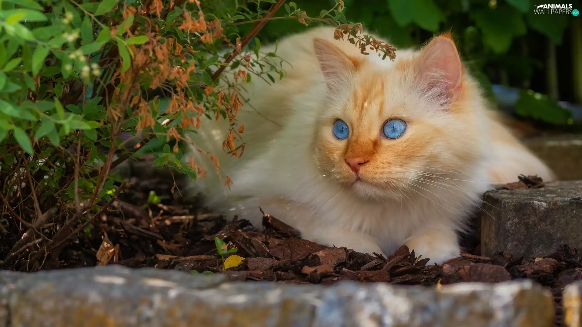 ginger, cat, Bush, Blue Eyed