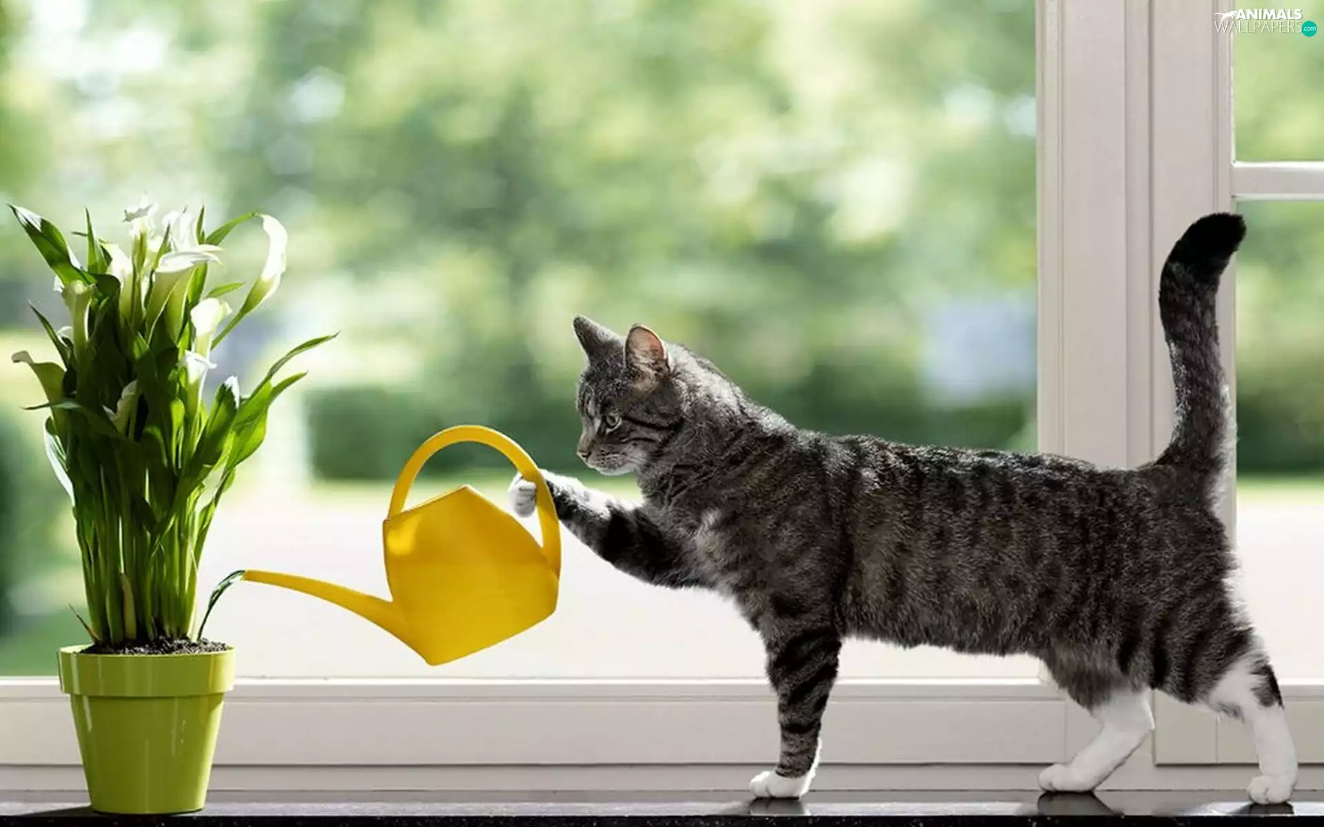 cat, watering can